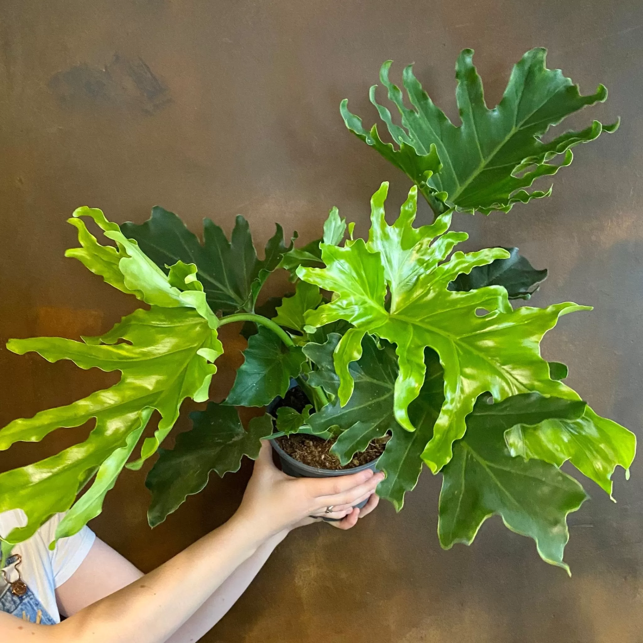 grow urban Philodendron ‘Hope’- Philodendron