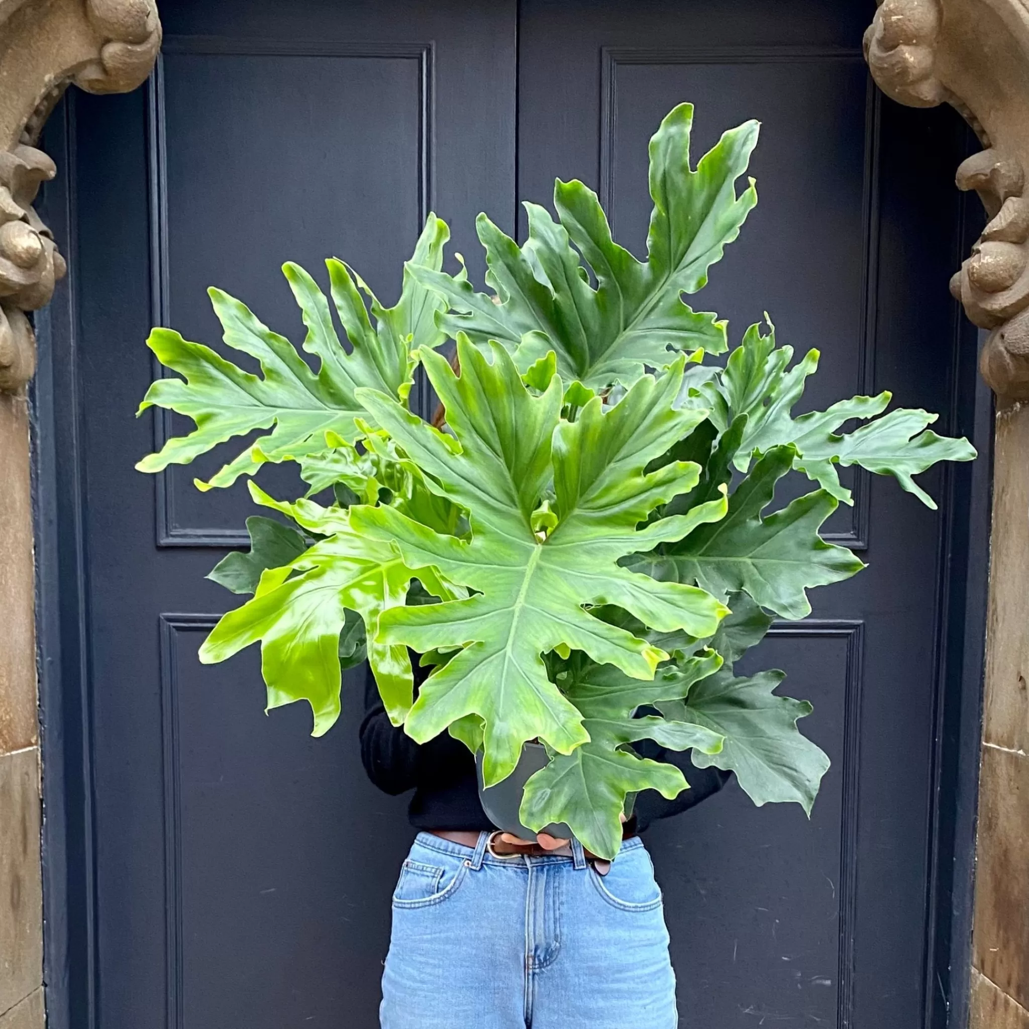 grow urban Philodendron ‘Hope’ (21cm Pot)- Philodendron