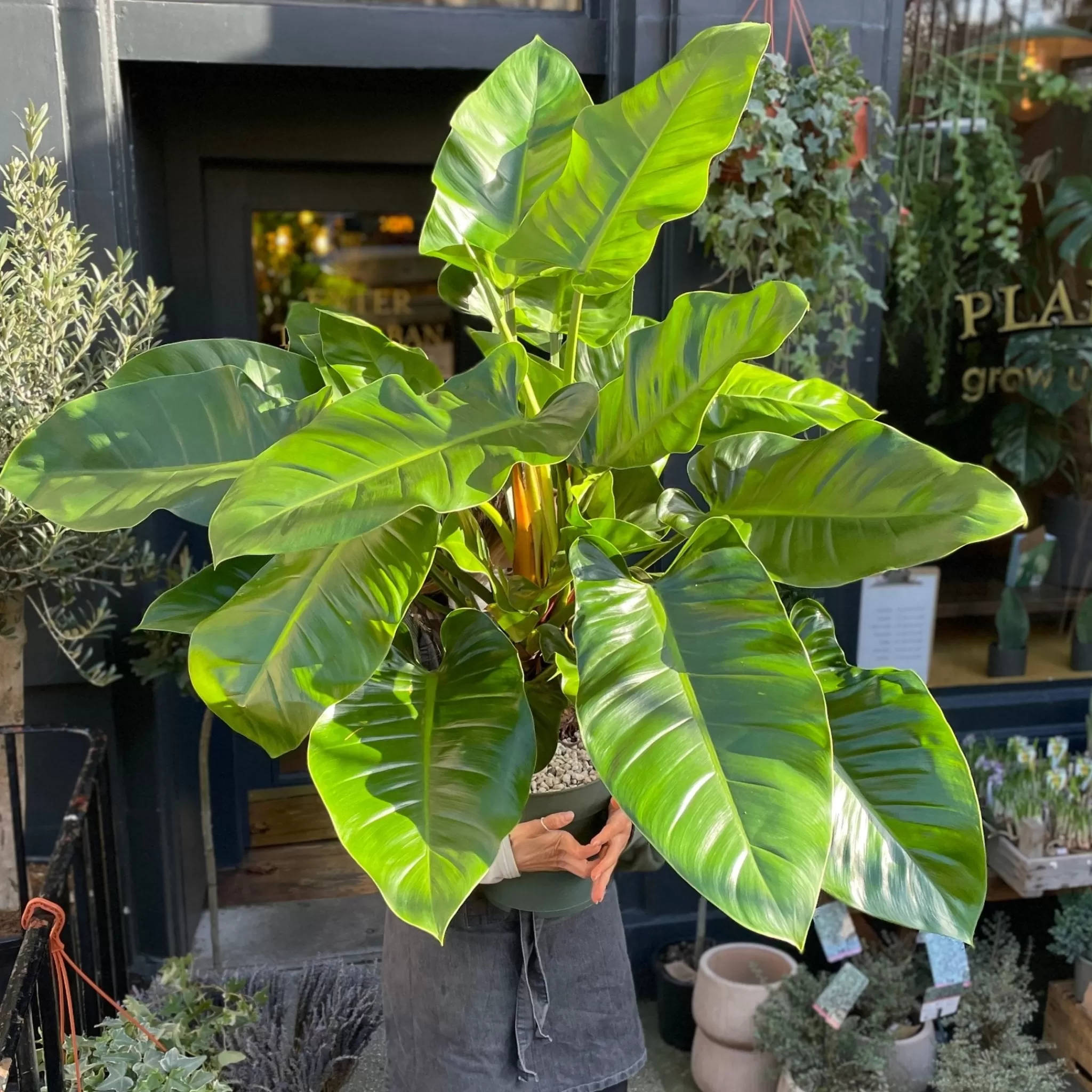 grow urban Philodendron ‘Imperial Green’- Philodendron