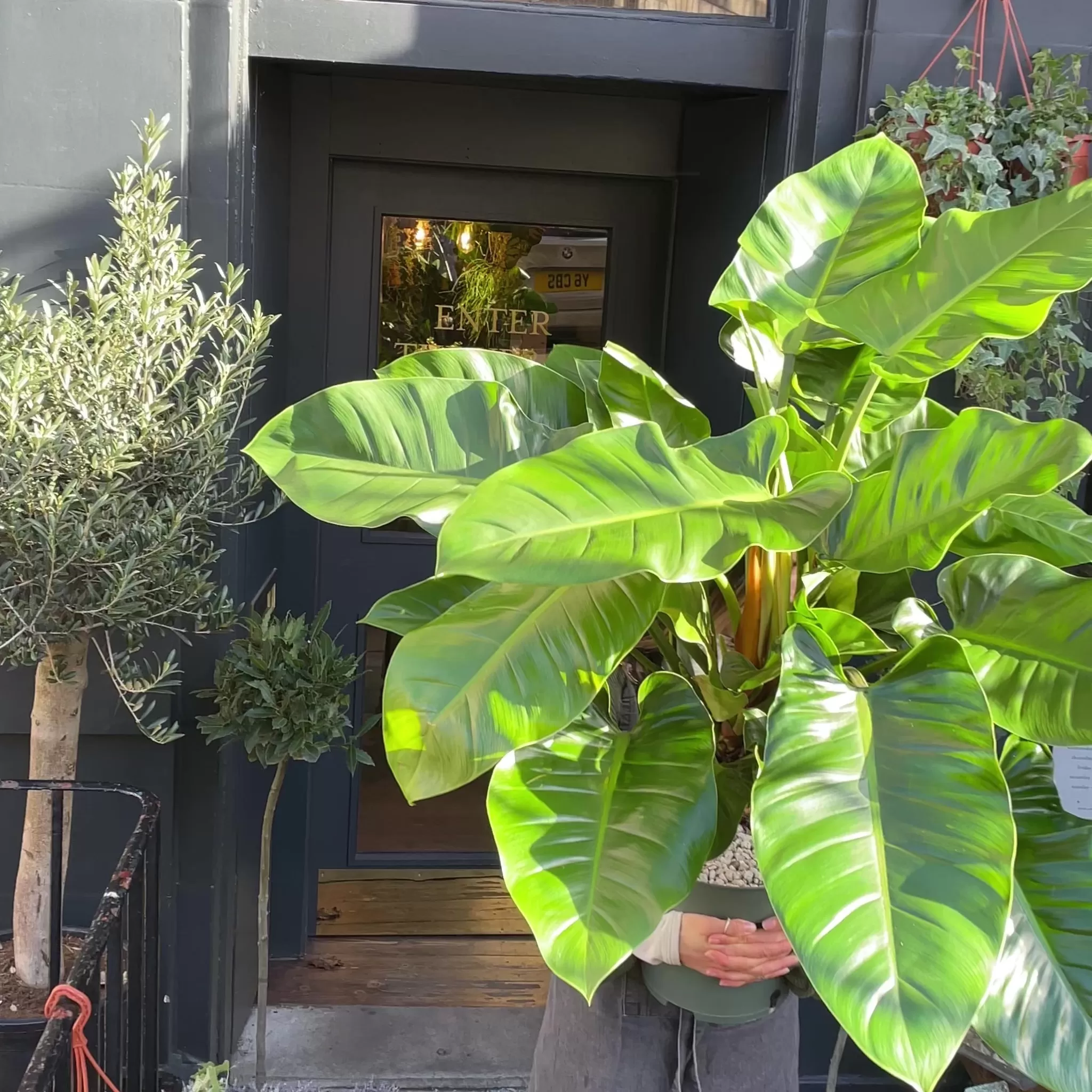 grow urban Philodendron ‘Imperial Green’- Philodendron