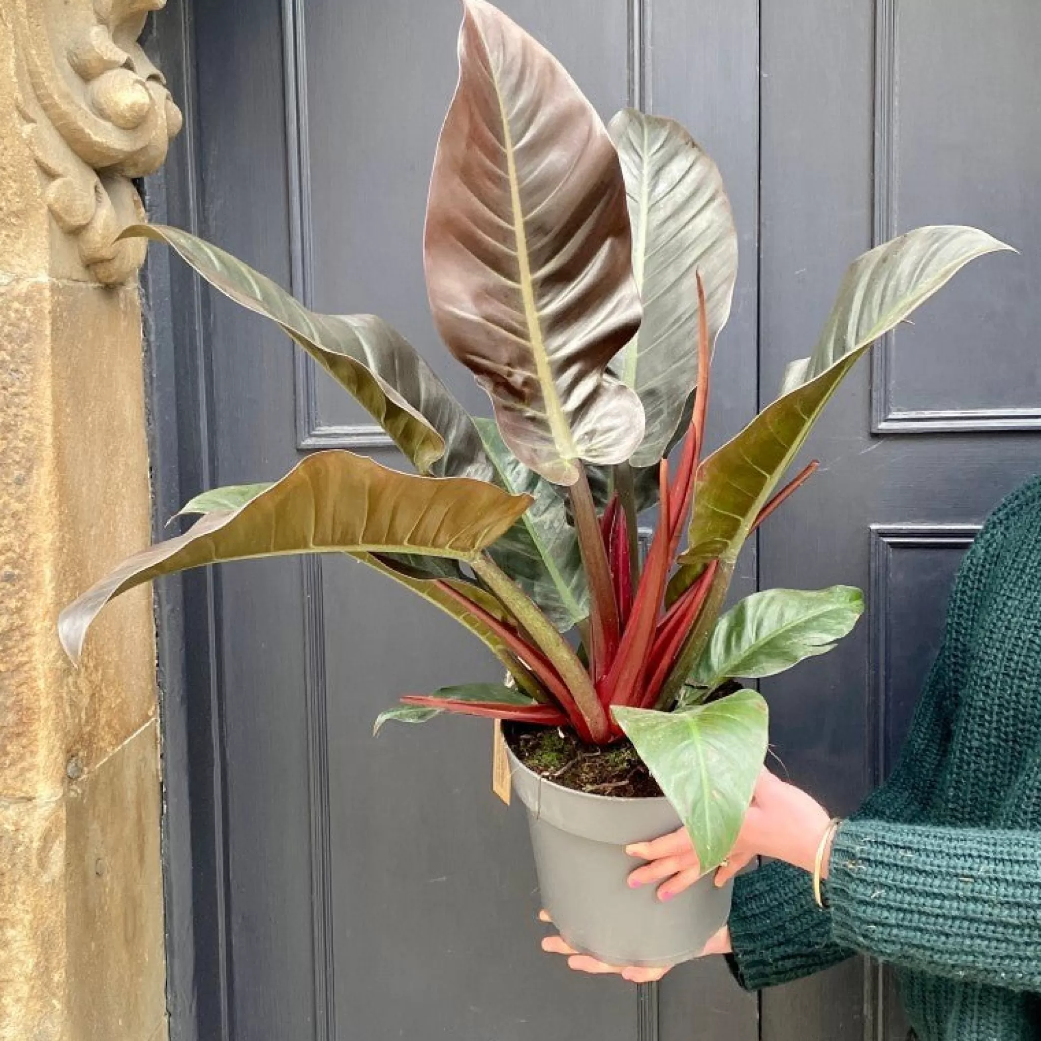 grow urban Philodendron ‘Imperial Red’ (24cm Pot)- Philodendron