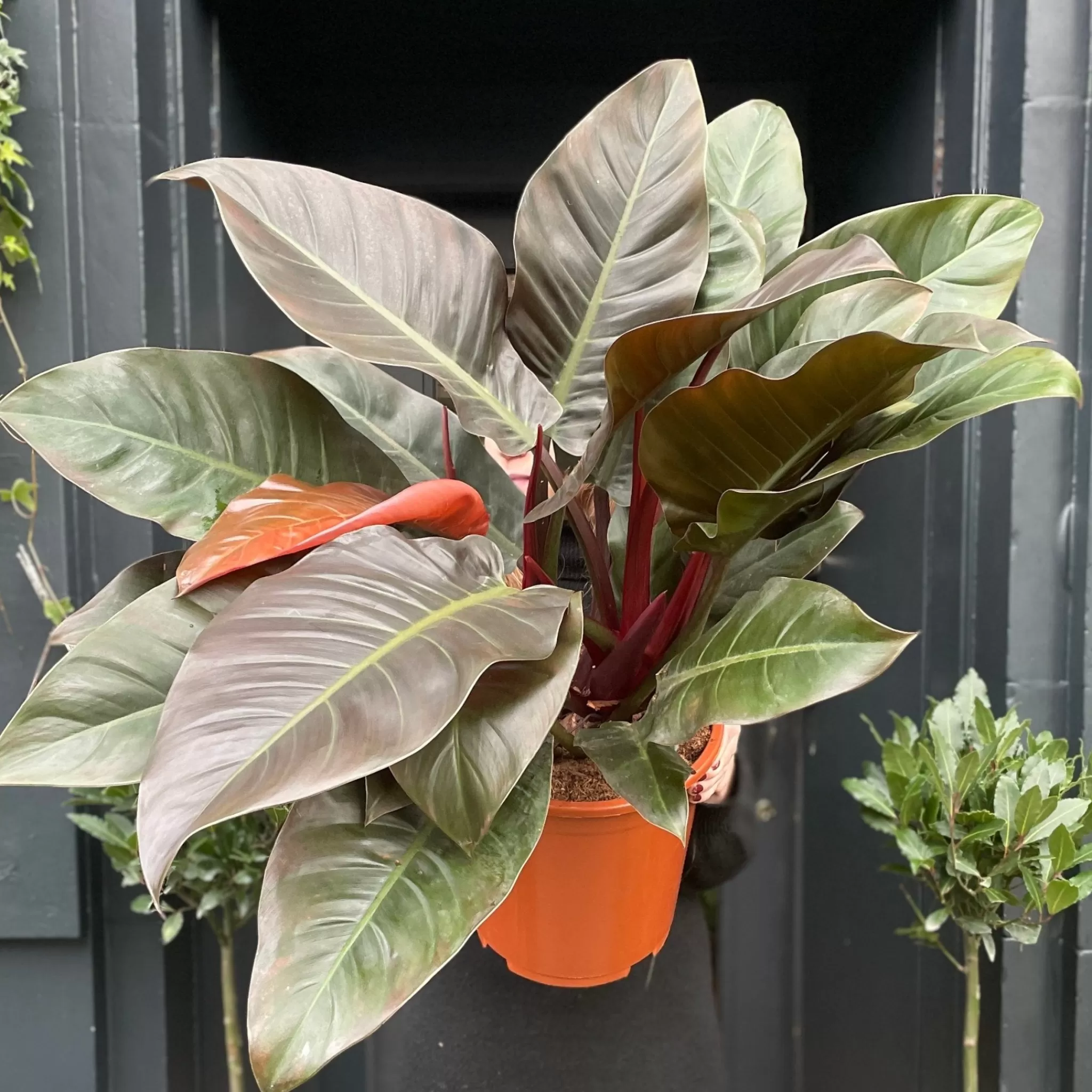 grow urban Philodendron ‘Imperial Red’ (27cm Pot)- Philodendron