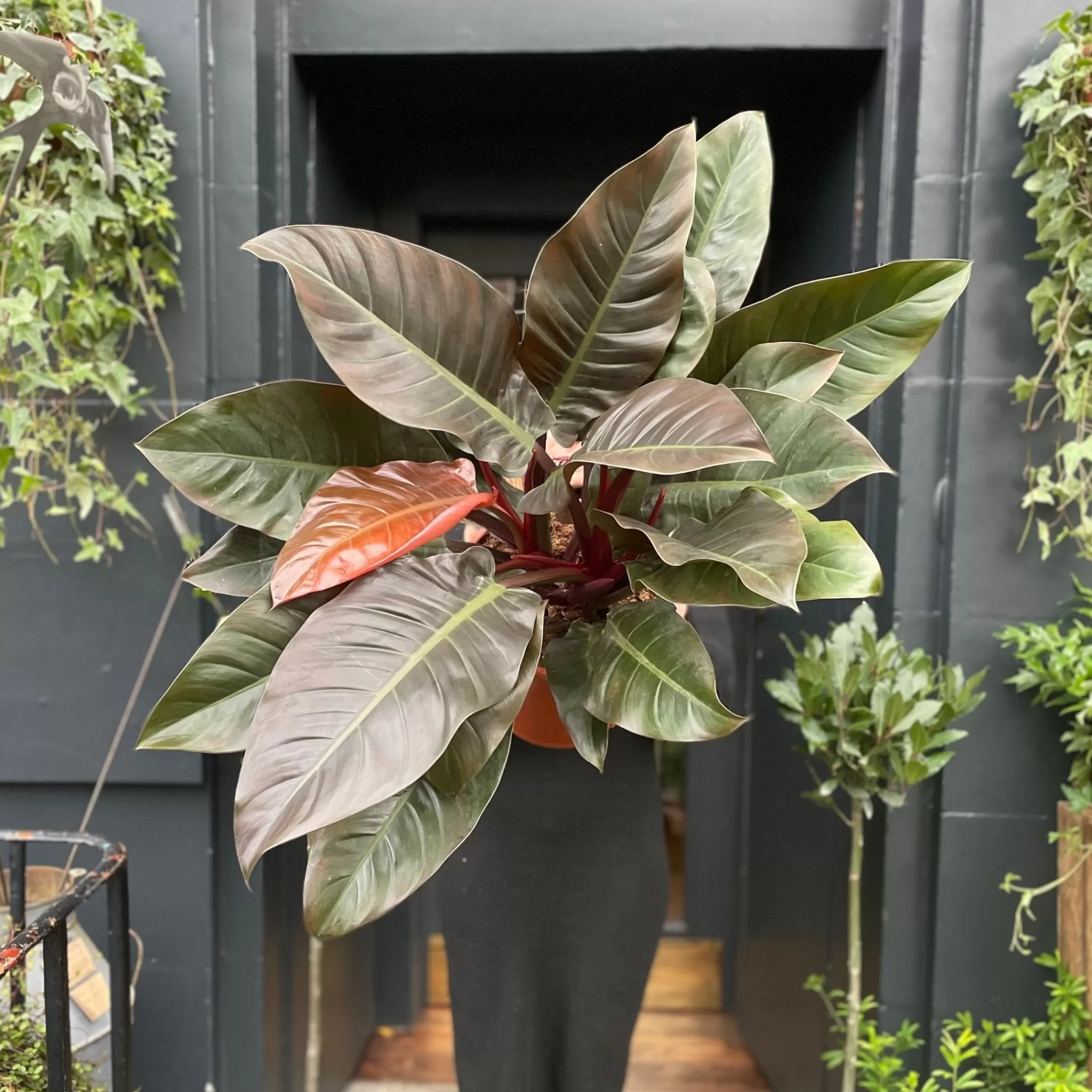 grow urban Philodendron ‘Imperial Red’ (27cm Pot)- Philodendron