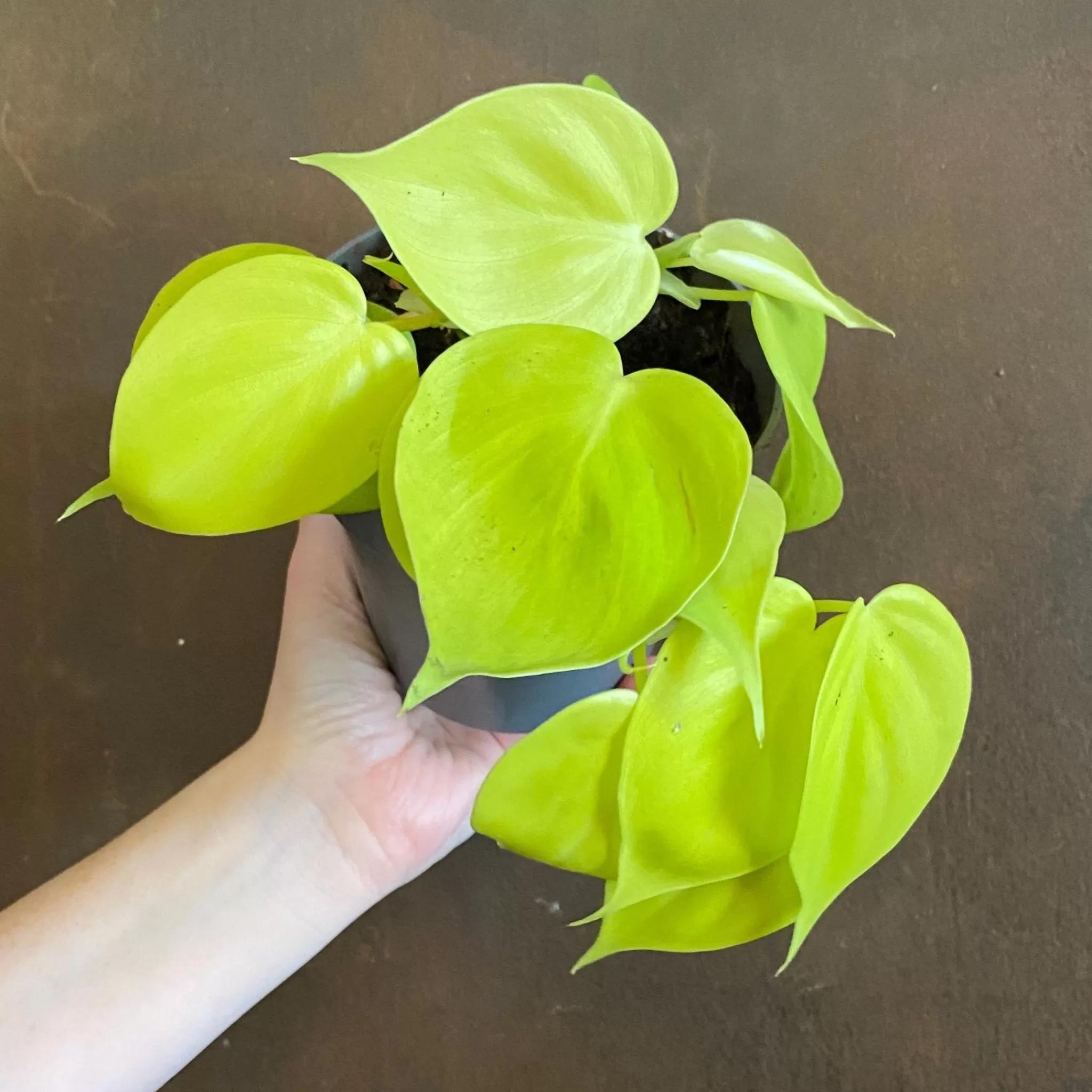 grow urban Philodendron ‘Lemon Lime’- Philodendron