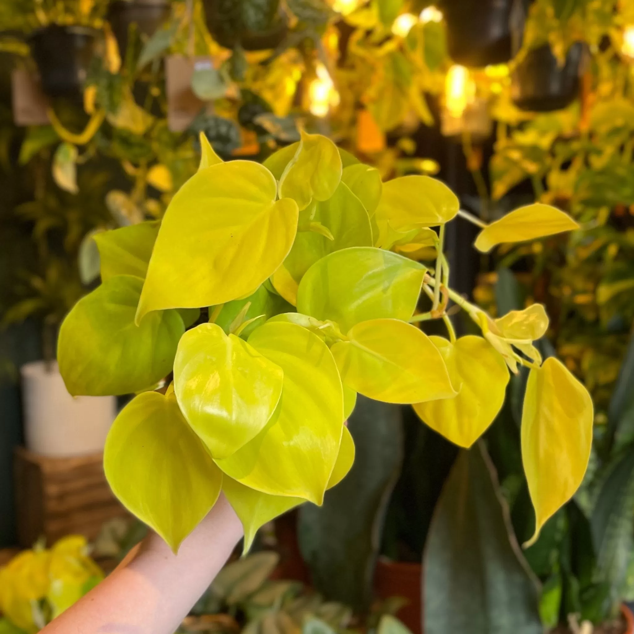 grow urban Philodendron ‘Lemon Lime’- Philodendron