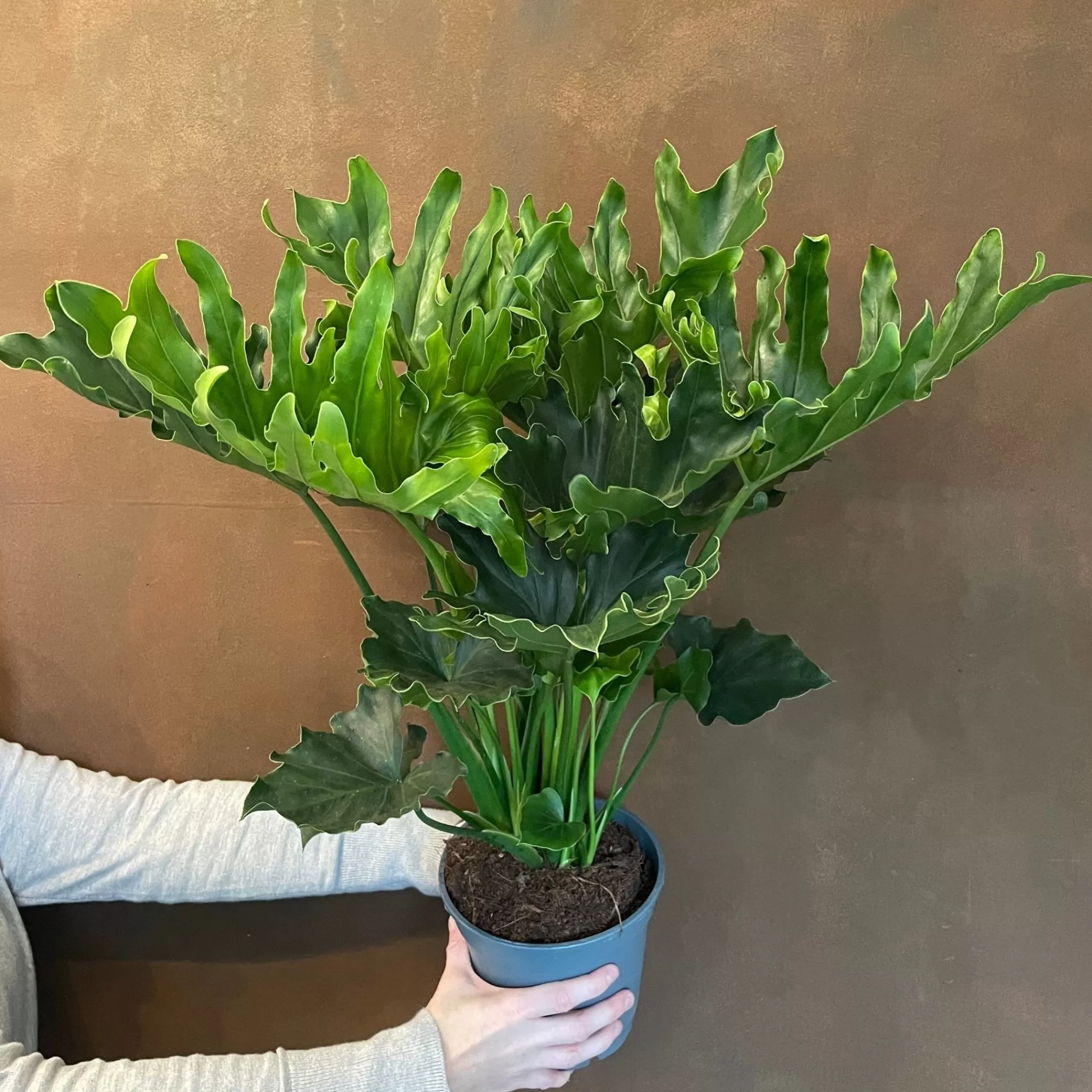grow urban Philodendron ‘Little Hope’- Philodendron