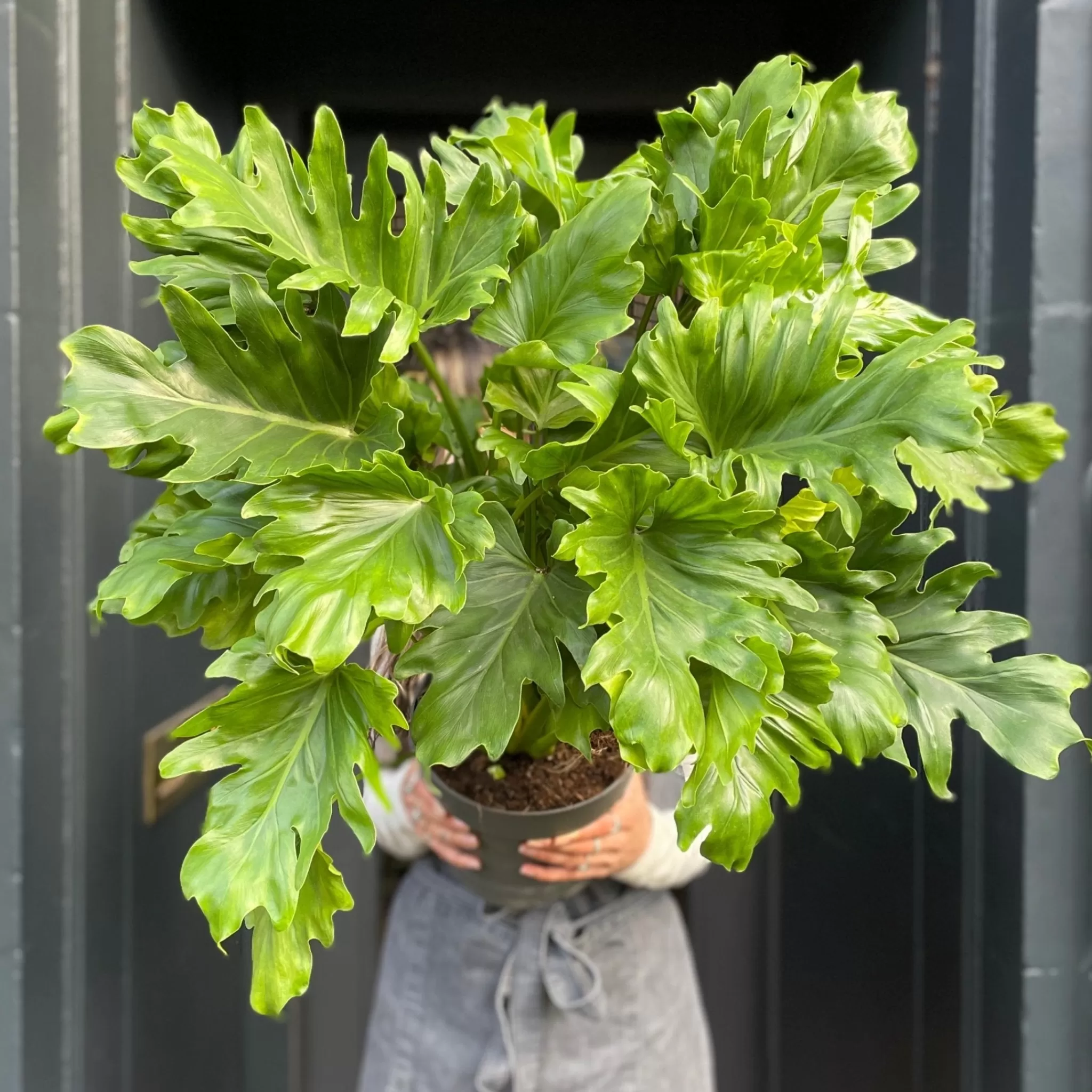 grow urban Philodendron ‘Little Hope’- Philodendron