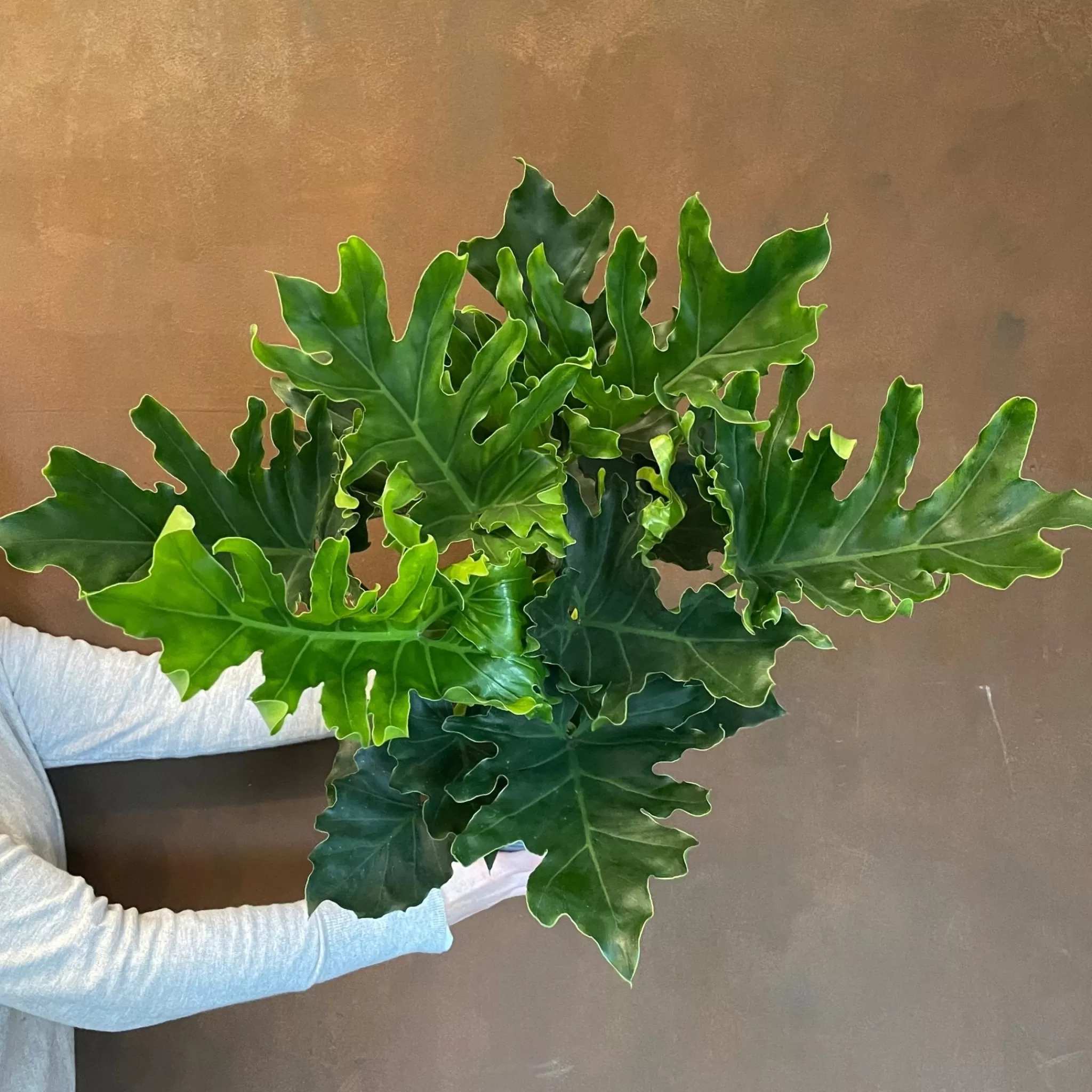 grow urban Philodendron ‘Little Hope’- Philodendron