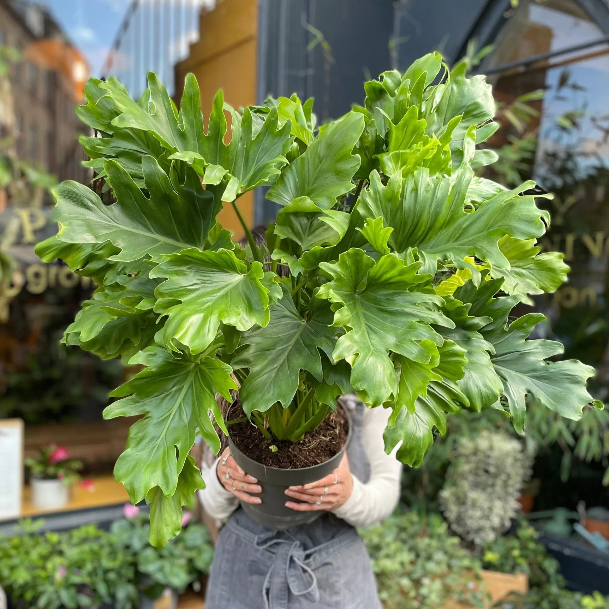 grow urban Philodendron ‘Little Hope’- Philodendron