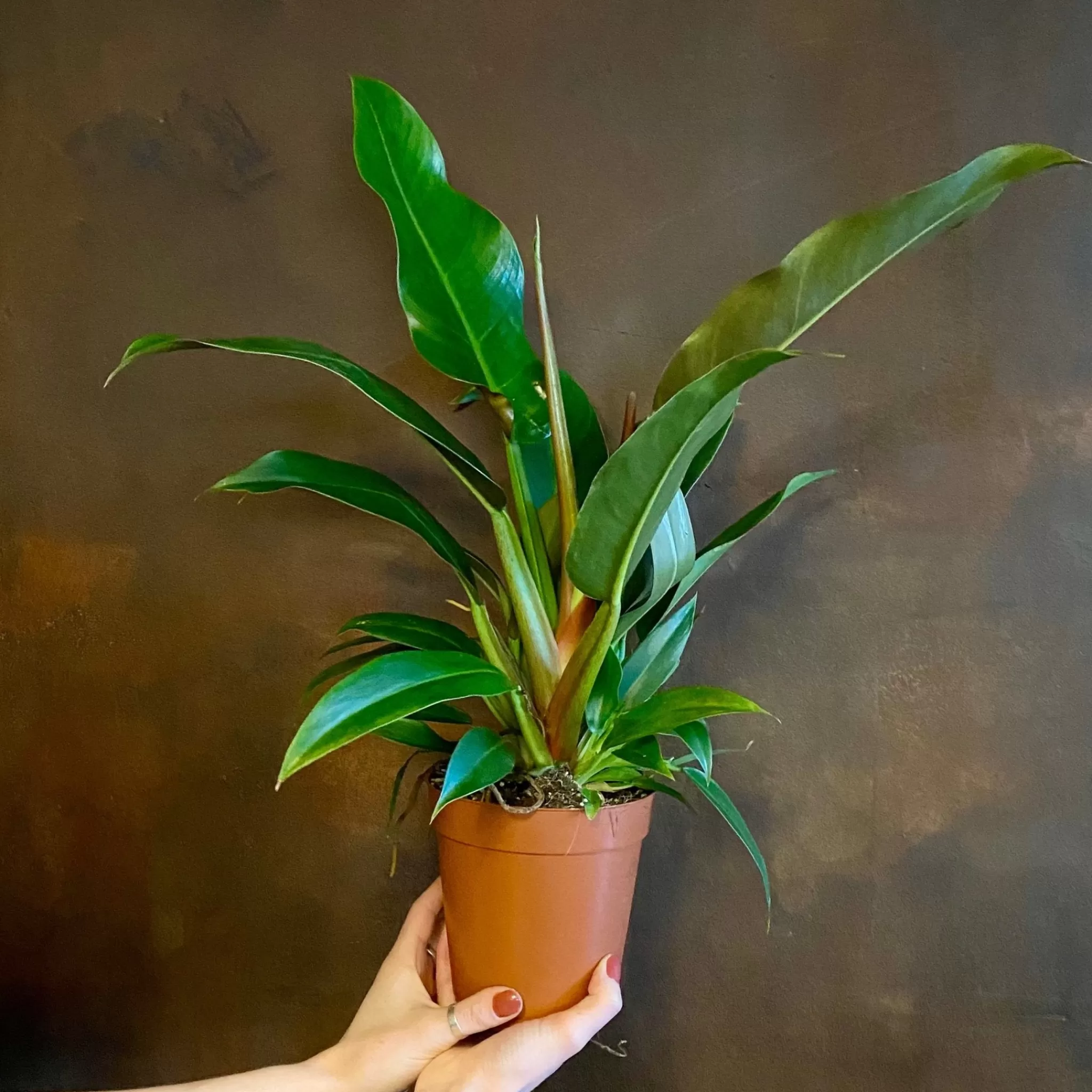 grow urban Philodendron 'Little Phil'- Philodendron