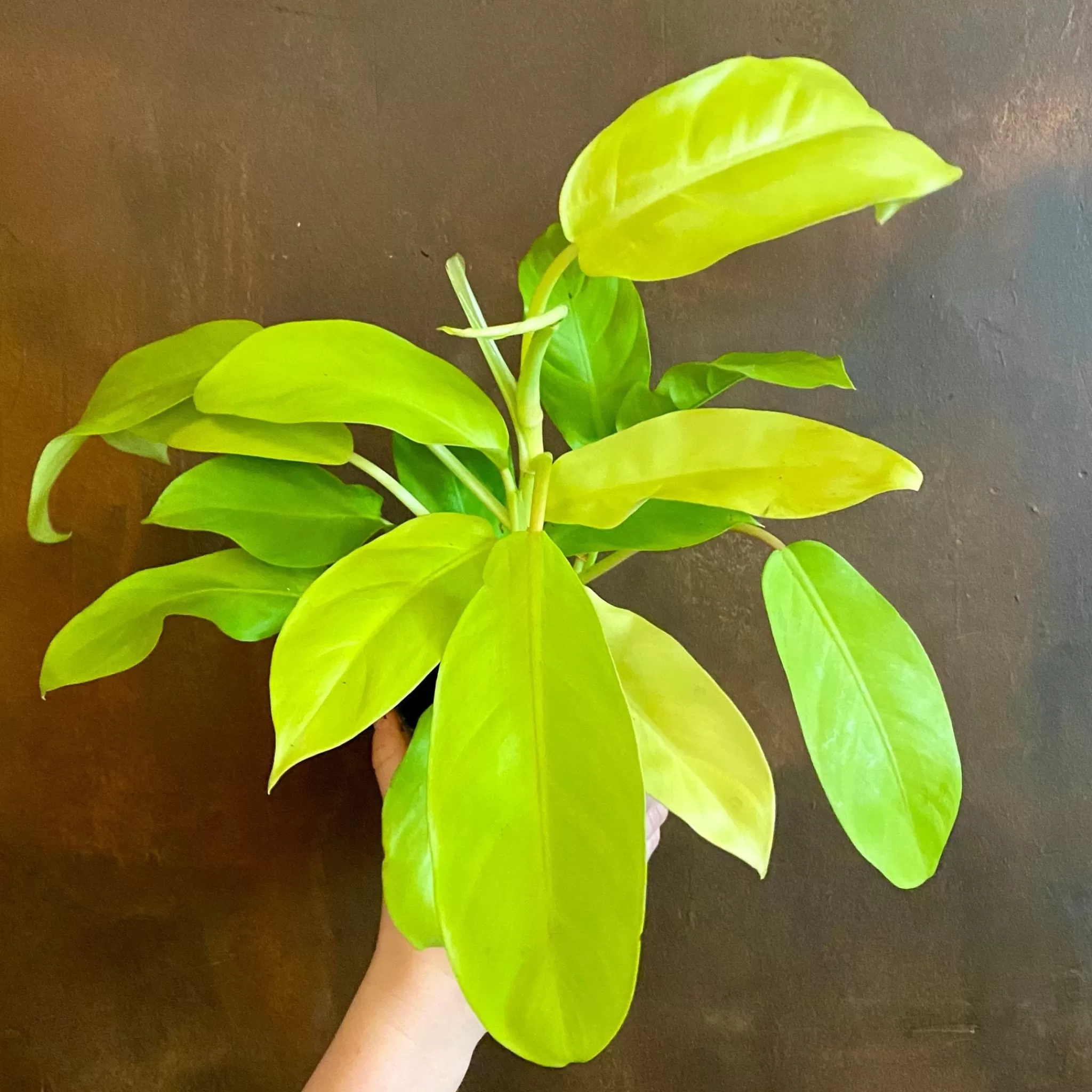 grow urban Philodendron ‘Malay Gold'- Philodendron
