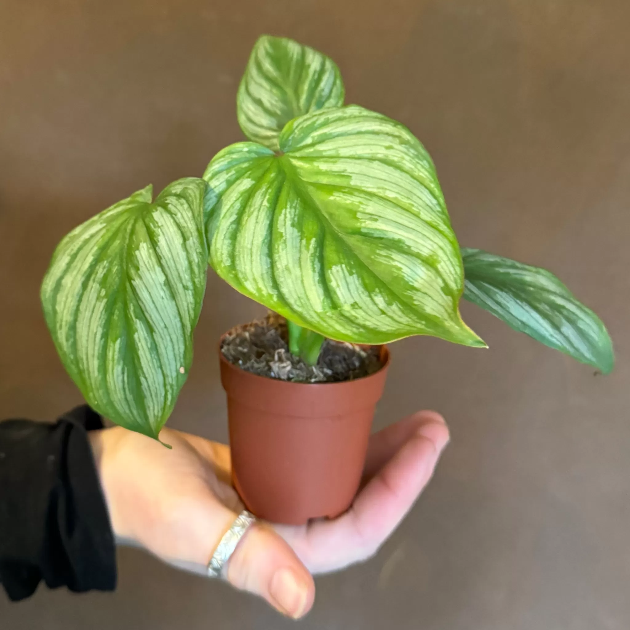 grow urban Philodendron Mamei- Philodendron