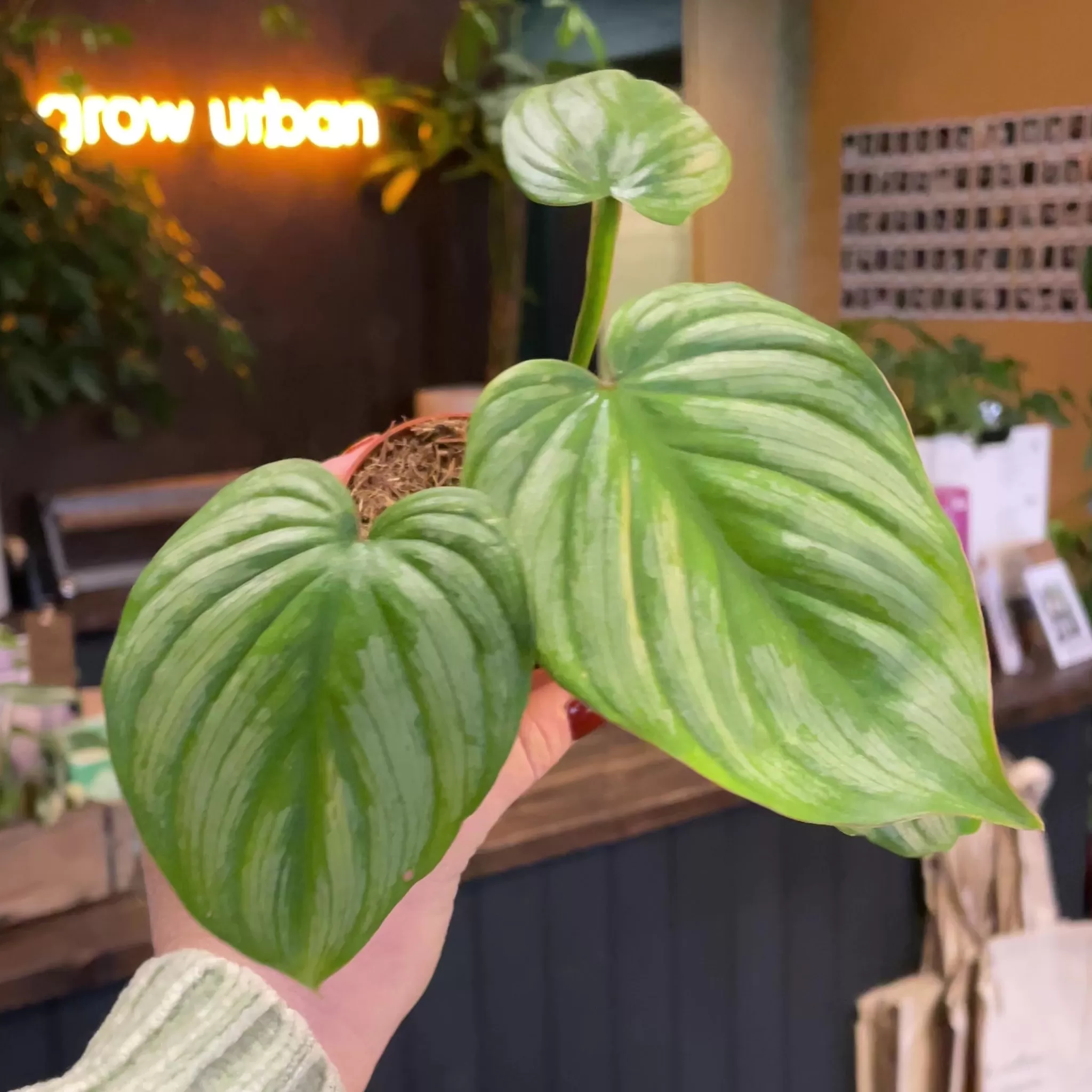 grow urban Philodendron Mamei- Philodendron