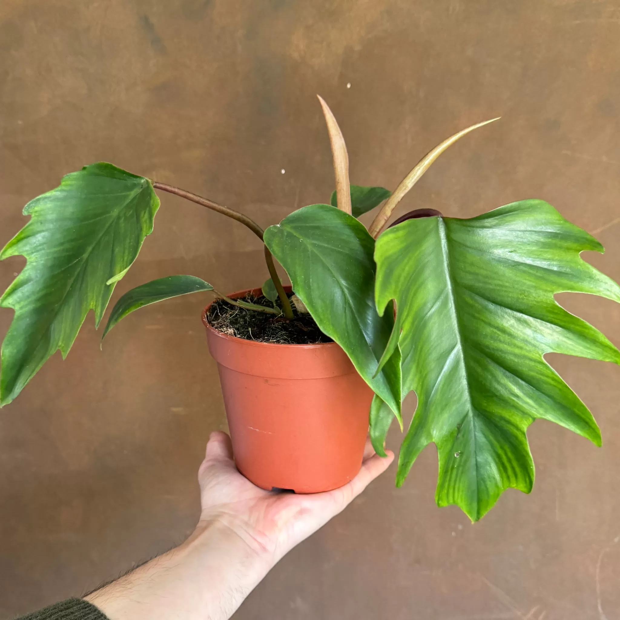 grow urban Philodendron 'Mayoi'- Philodendron