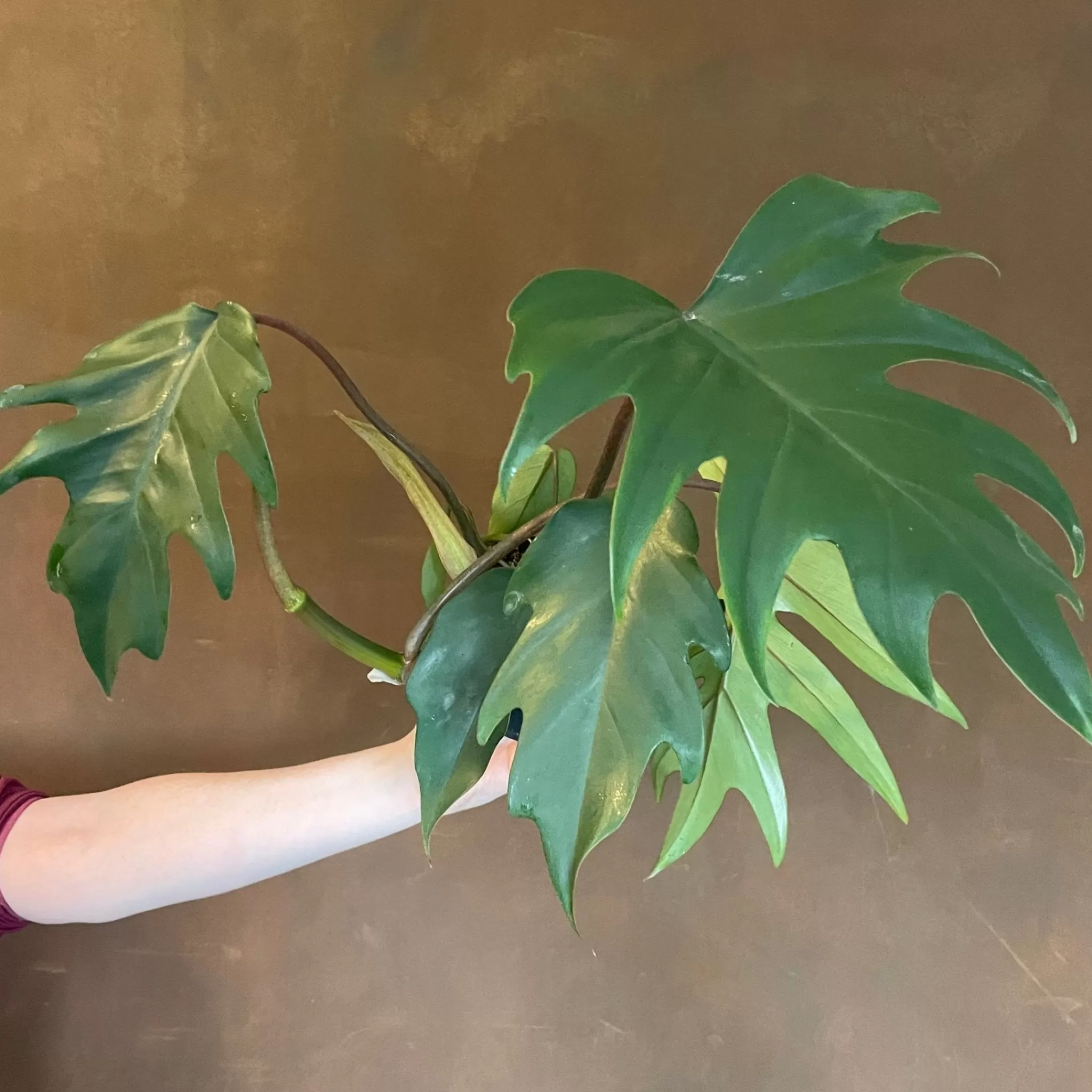 grow urban Philodendron 'Mayoi'- Philodendron