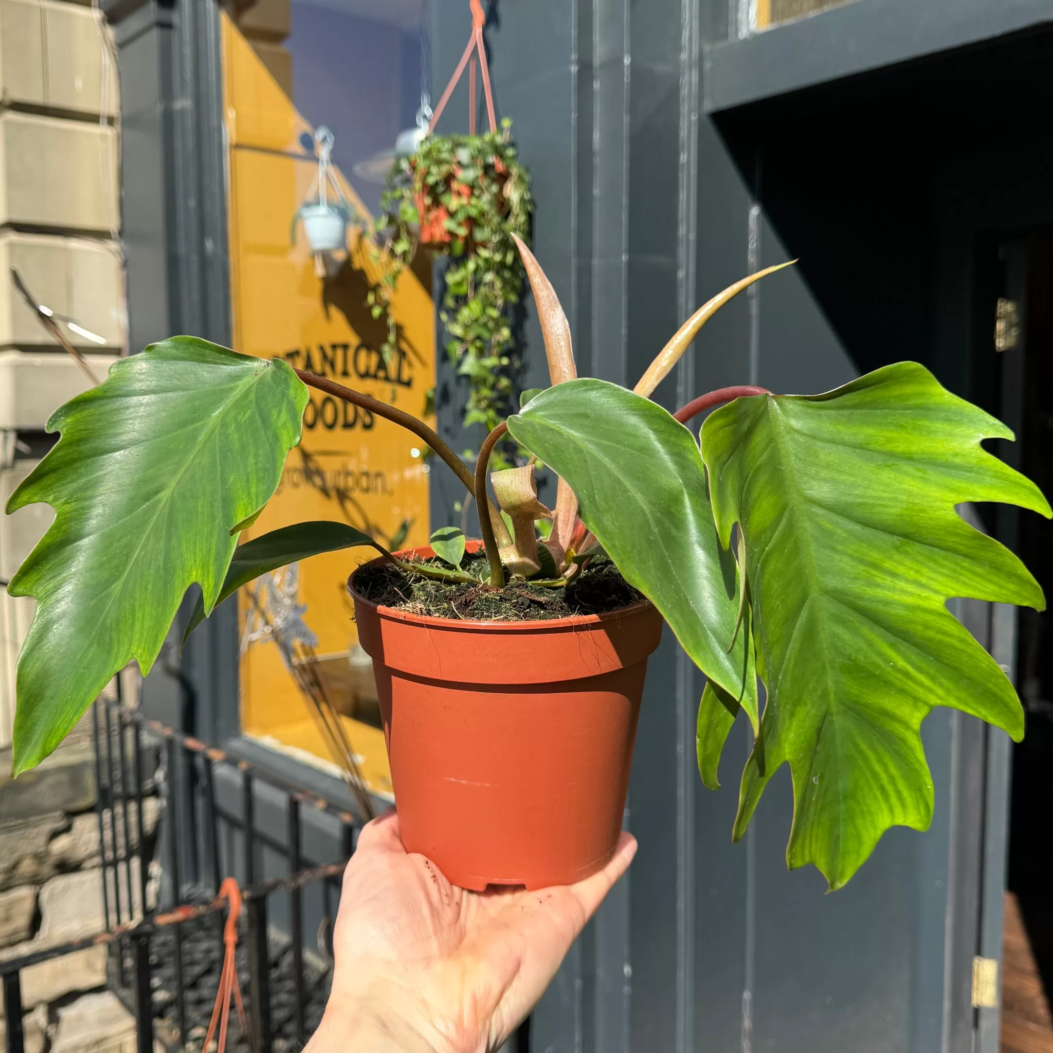 grow urban Philodendron 'Mayoi'- Philodendron