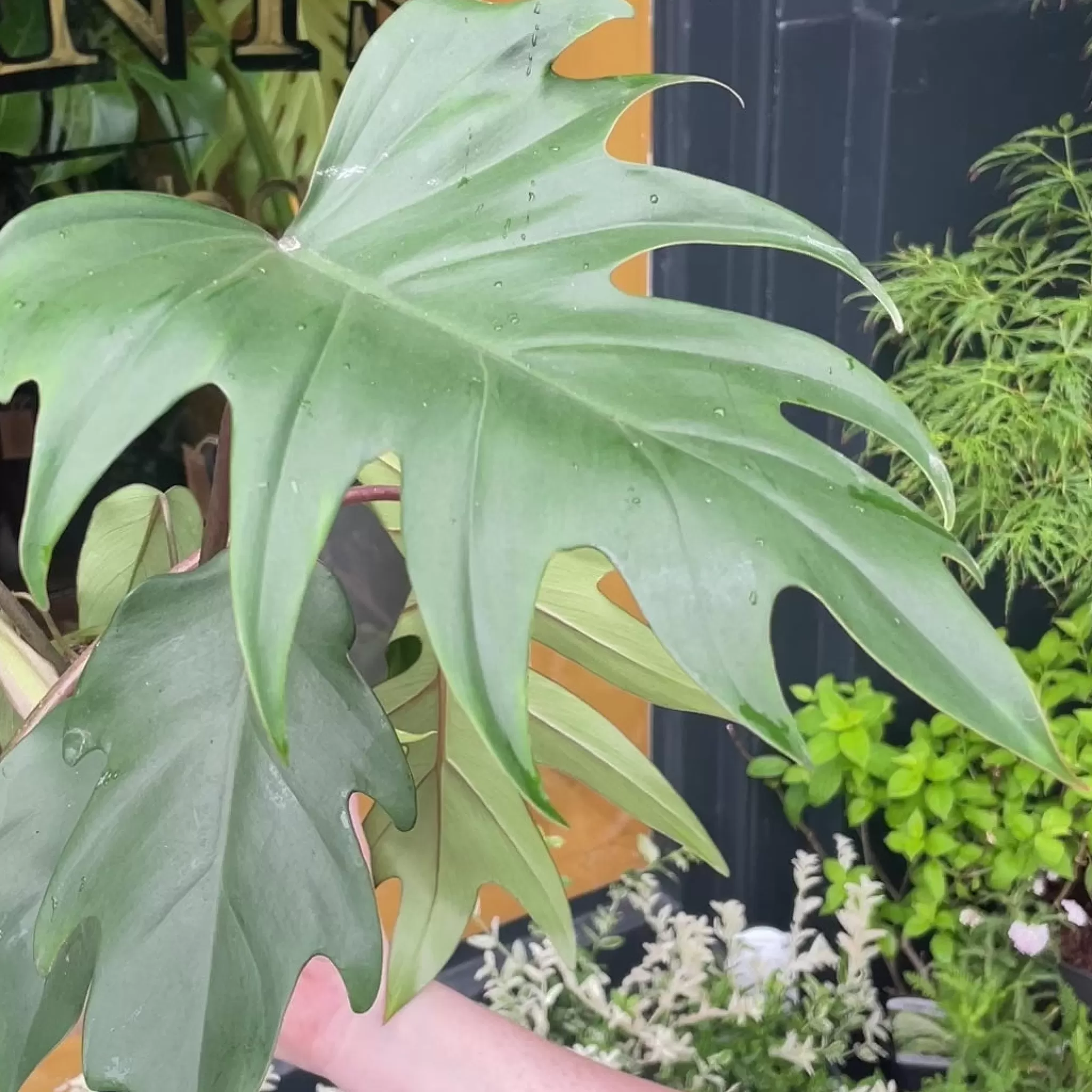 grow urban Philodendron 'Mayoi'- Philodendron