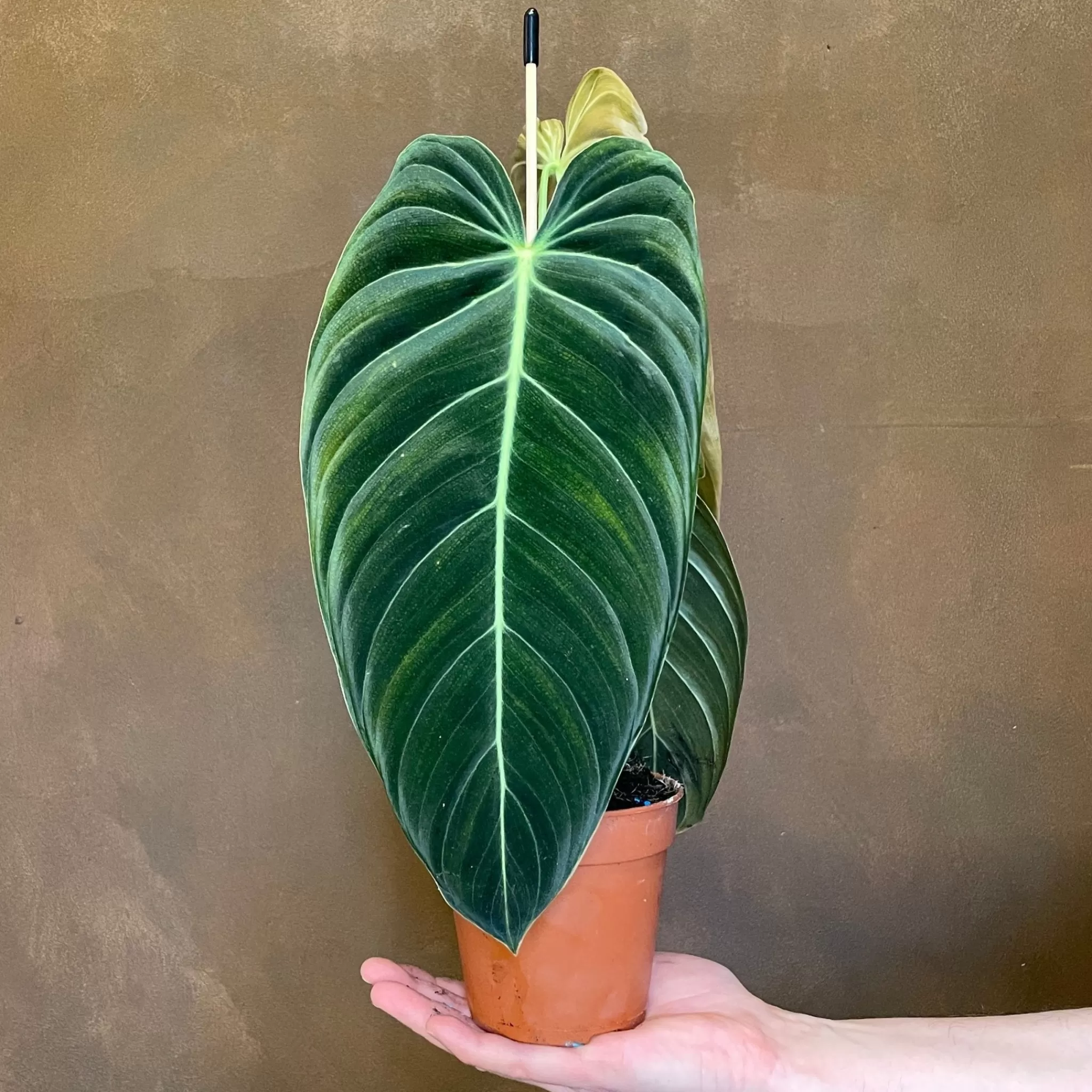 grow urban Philodendron Melanochrysum- Philodendron