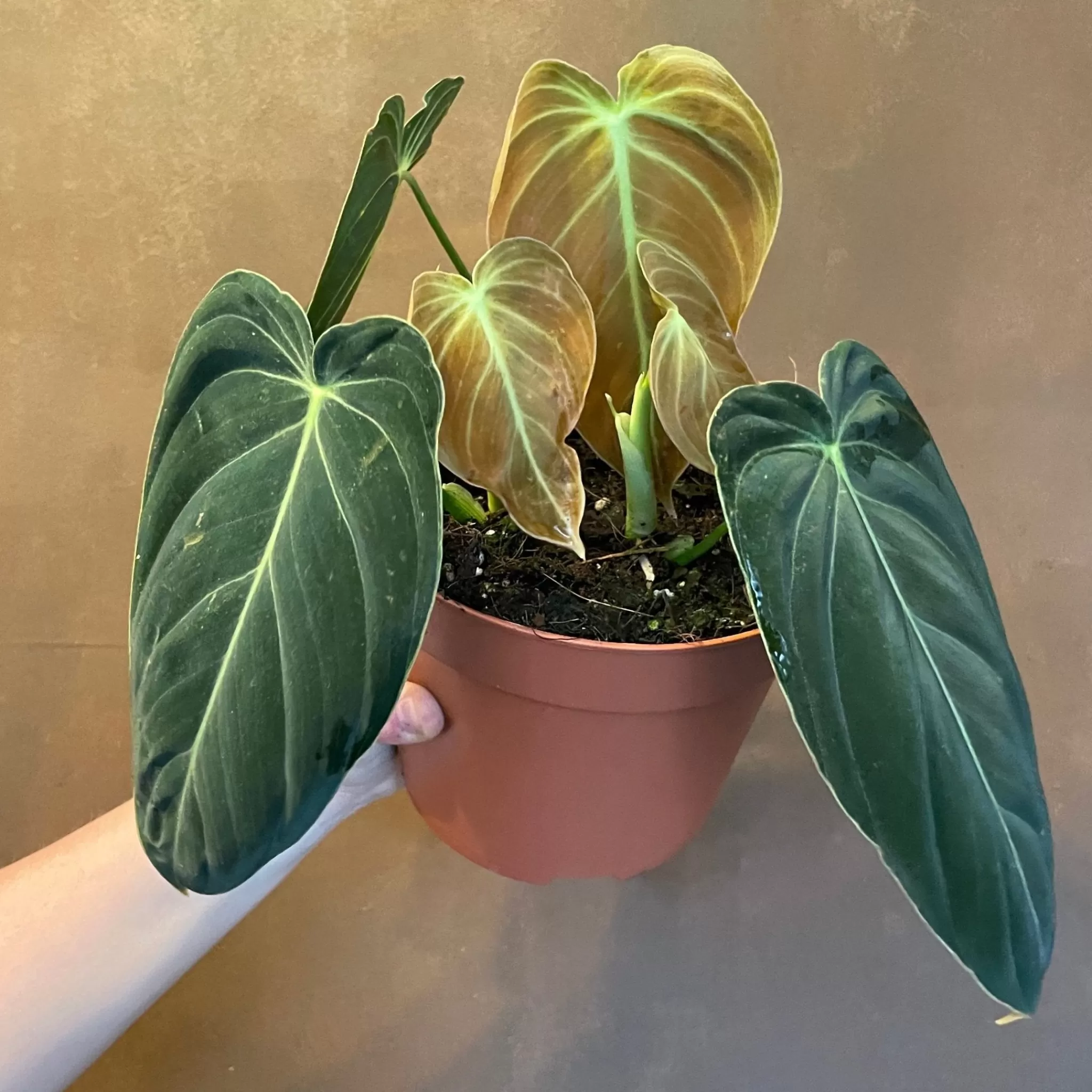 grow urban Philodendron Melanochrysum- Philodendron