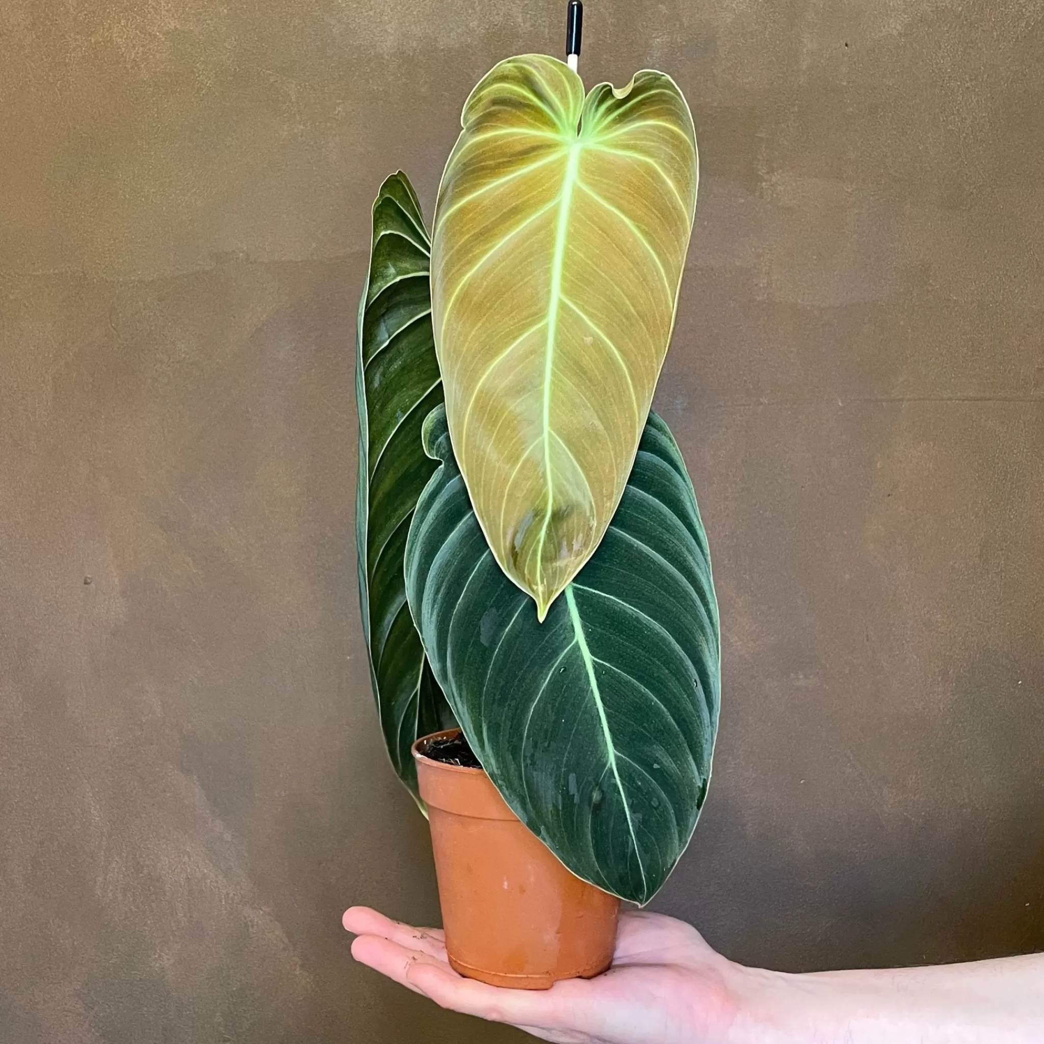 grow urban Philodendron Melanochrysum- Philodendron