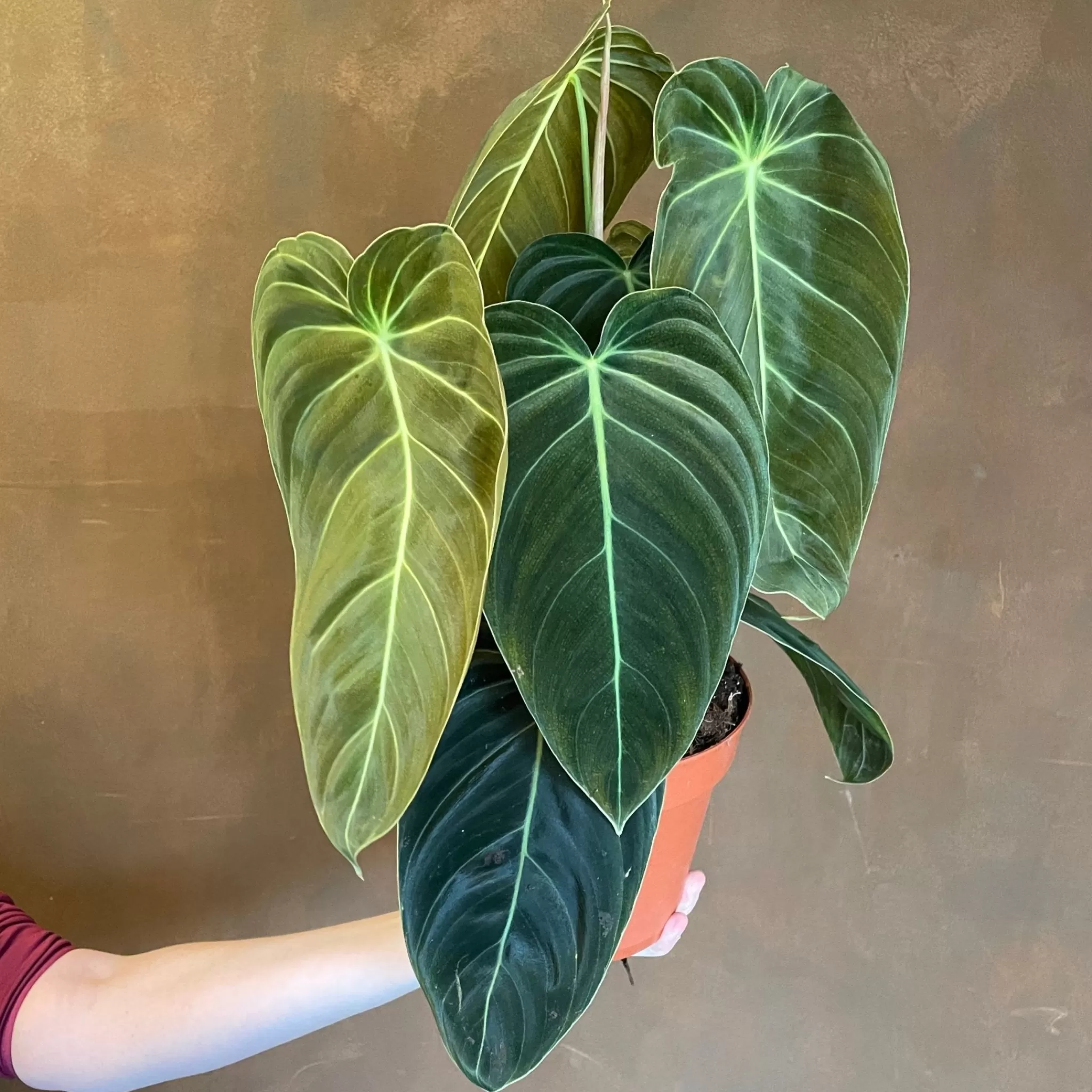 grow urban Philodendron Melanochrysum (17cm Pot)- Philodendron