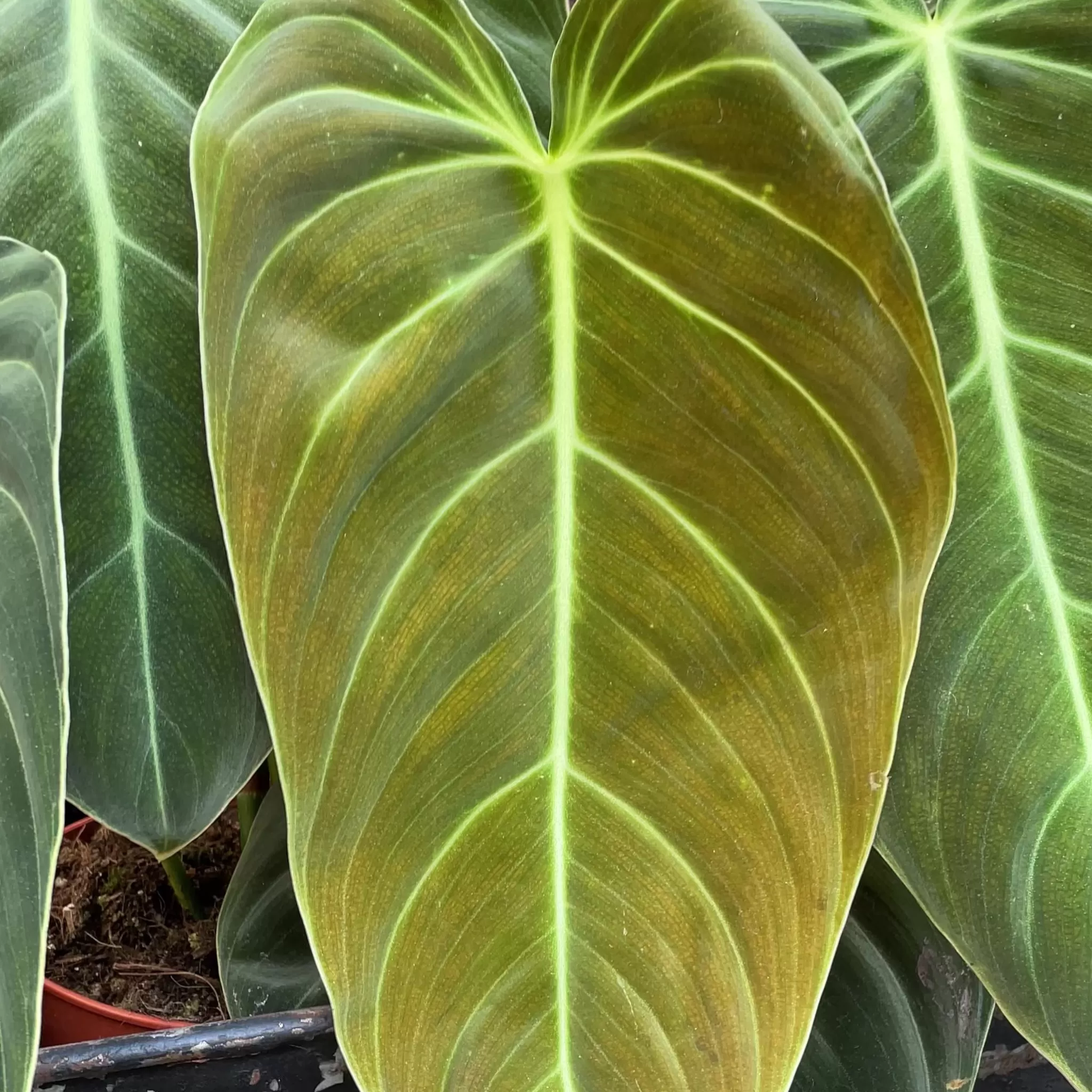 grow urban Philodendron Melanochrysum (17cm Pot)- Philodendron
