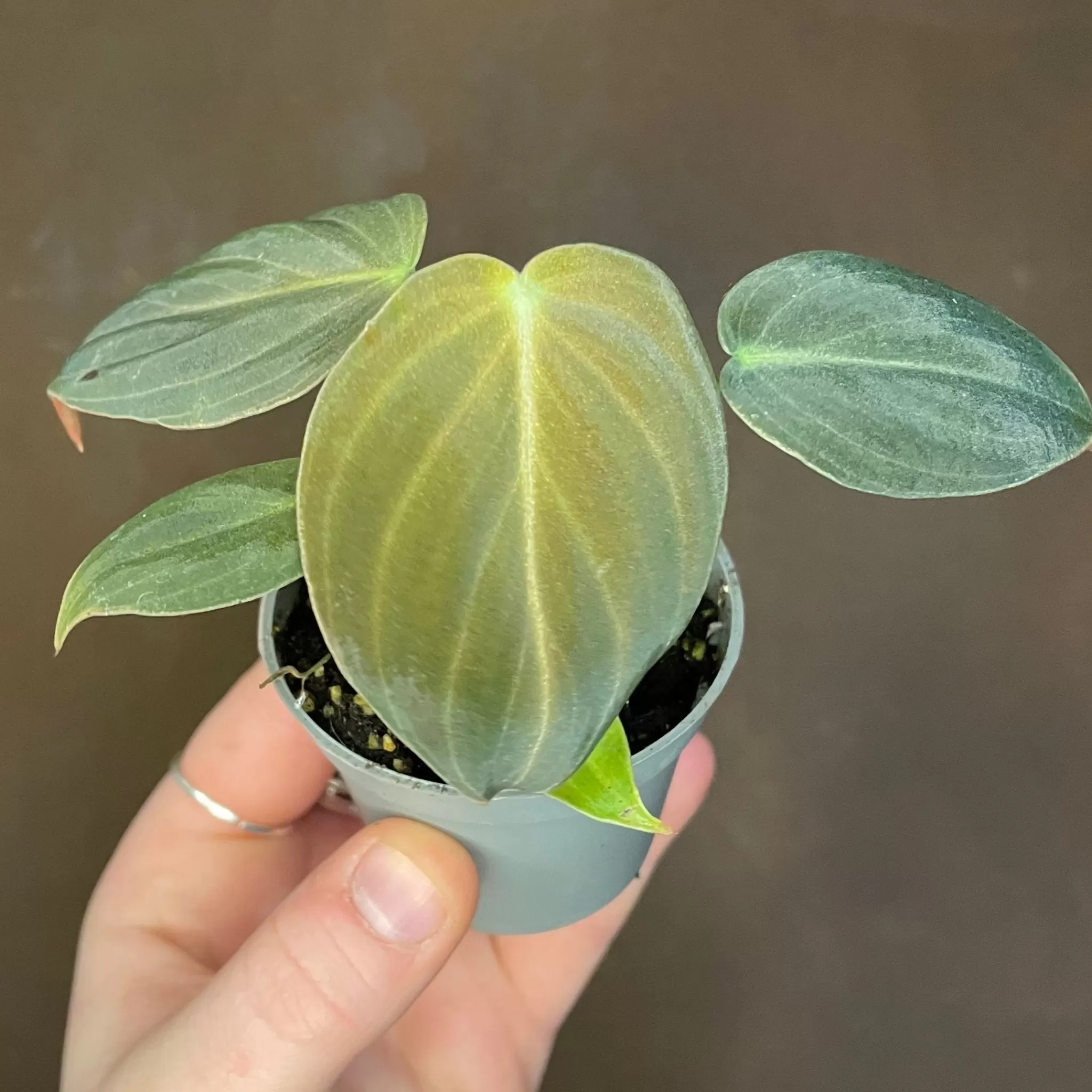 grow urban Philodendron Melanochrysum (mini)- Philodendron
