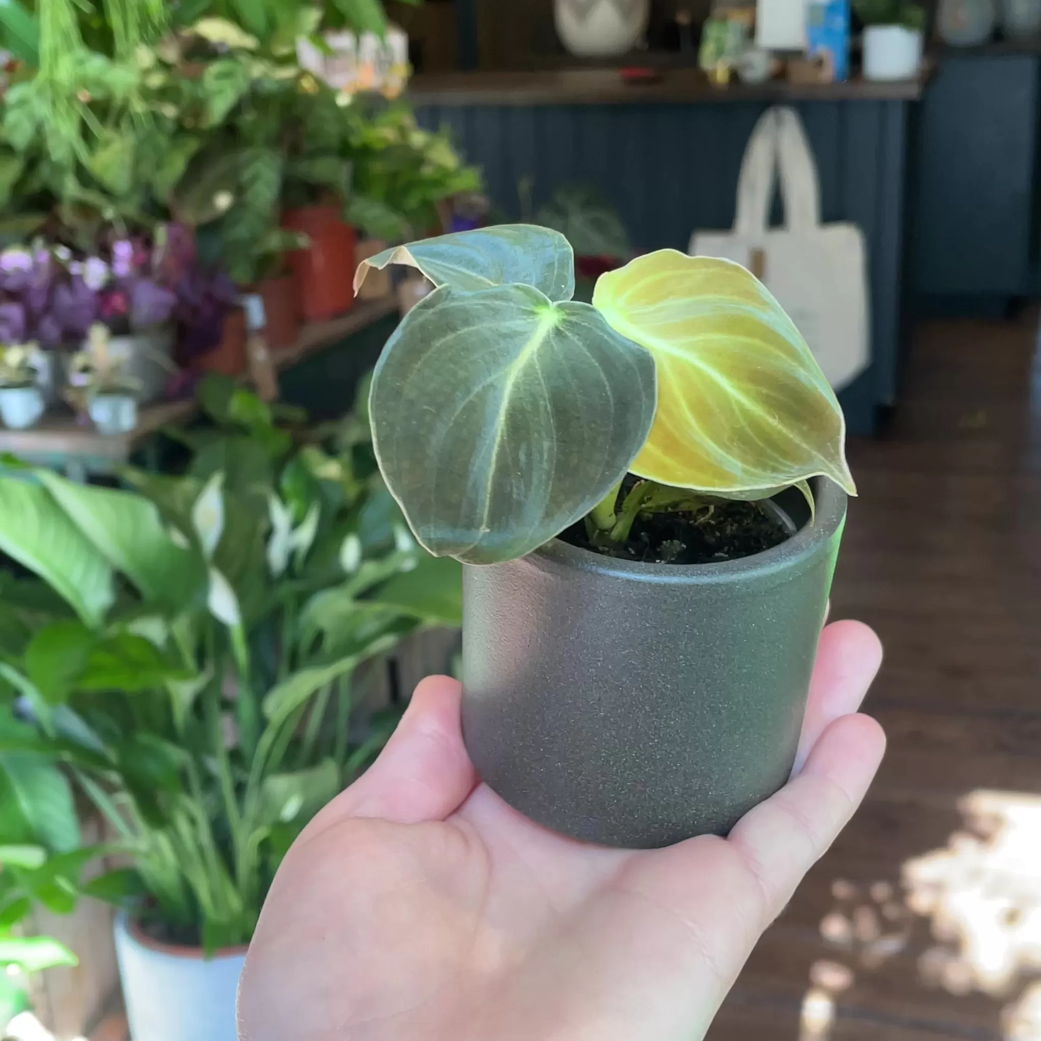 grow urban Philodendron Melanochrysum (mini)- Philodendron