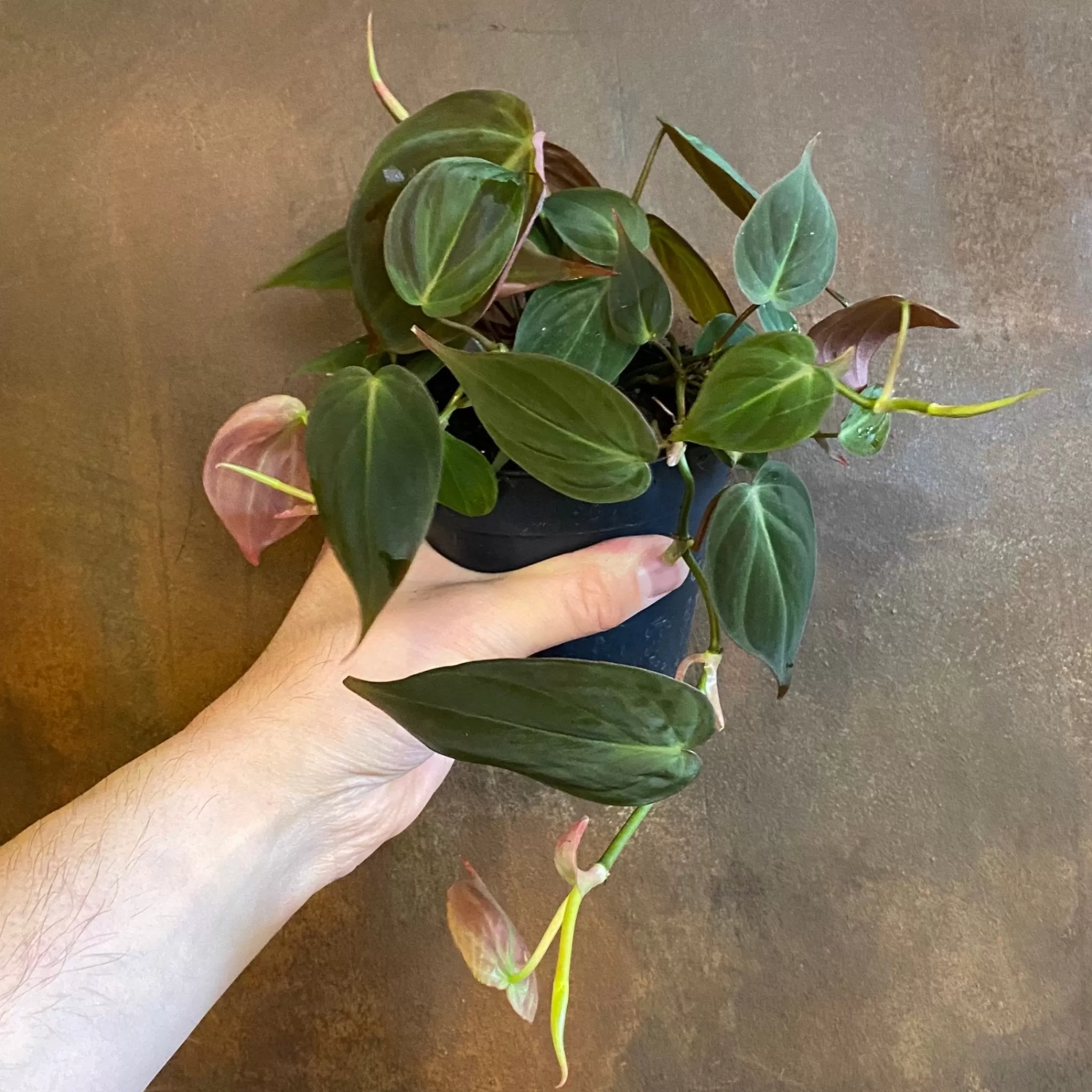 grow urban Philodendron Micans- Philodendron | Rarely Seen