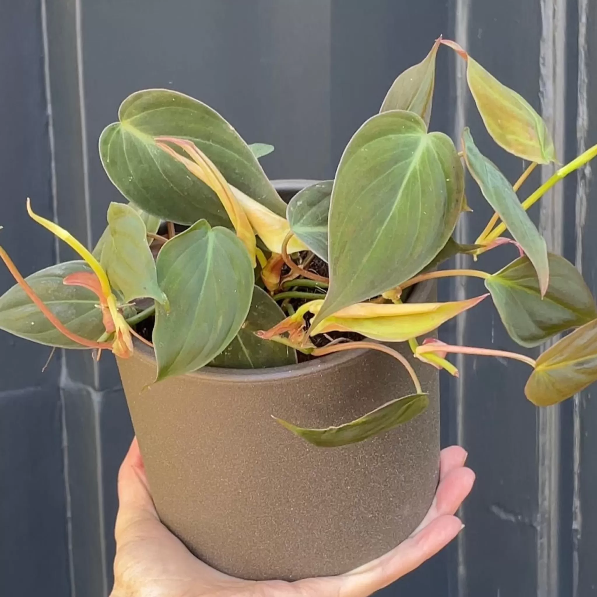 grow urban Philodendron Micans- Philodendron | Rarely Seen