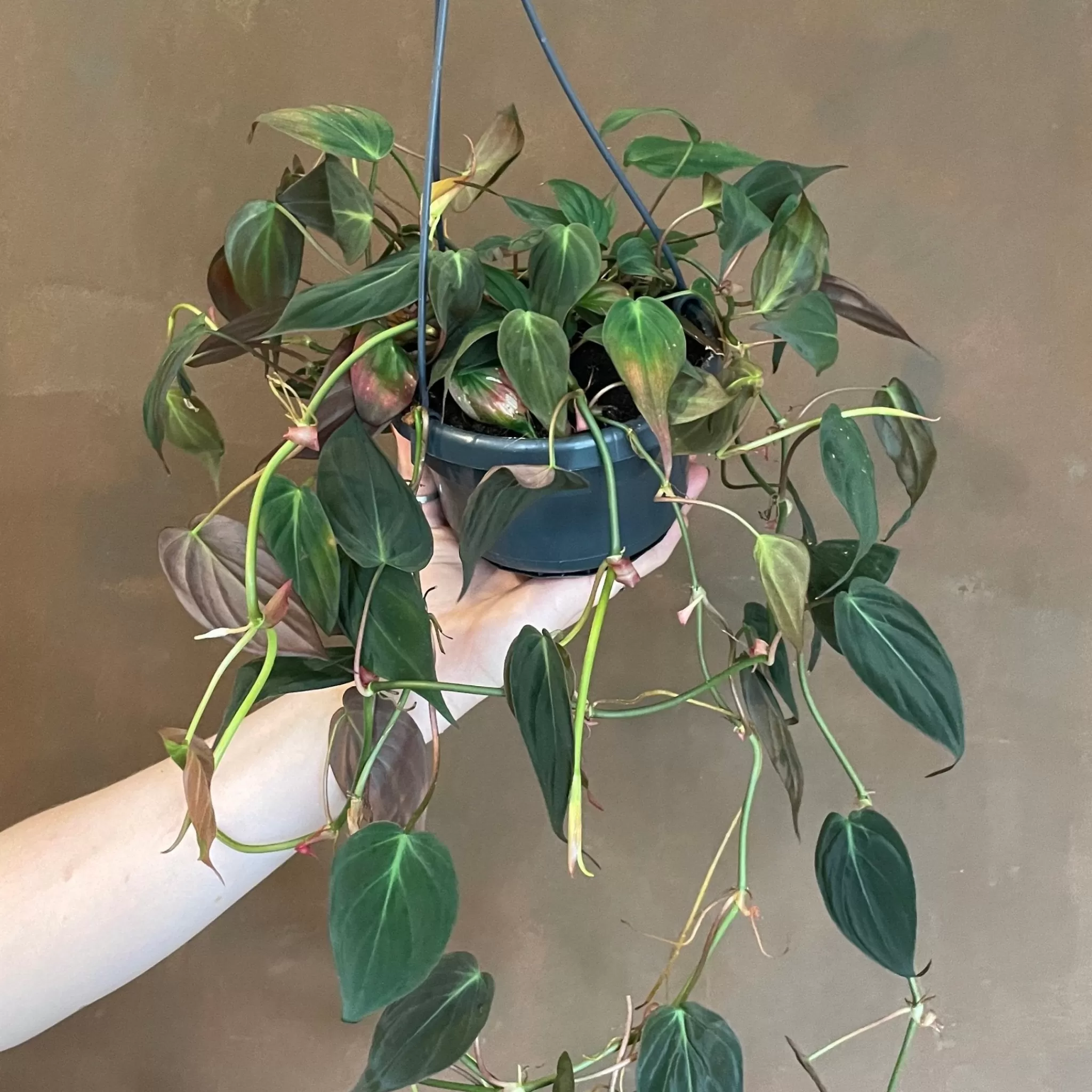 grow urban Philodendron Micans (hangpot)- Philodendron