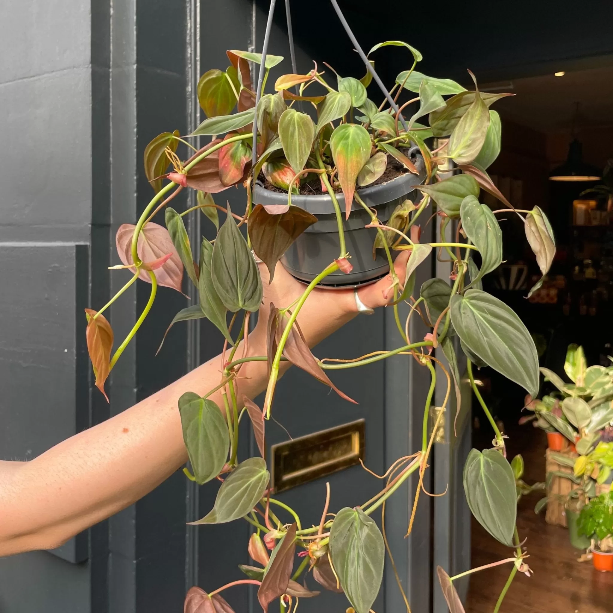 grow urban Philodendron Micans (hangpot)- Philodendron