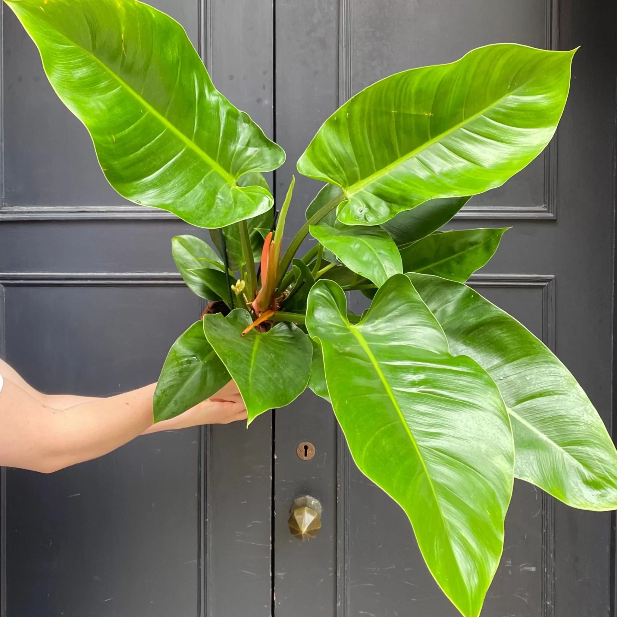 grow urban Philodendron ‘Millions’- Philodendron