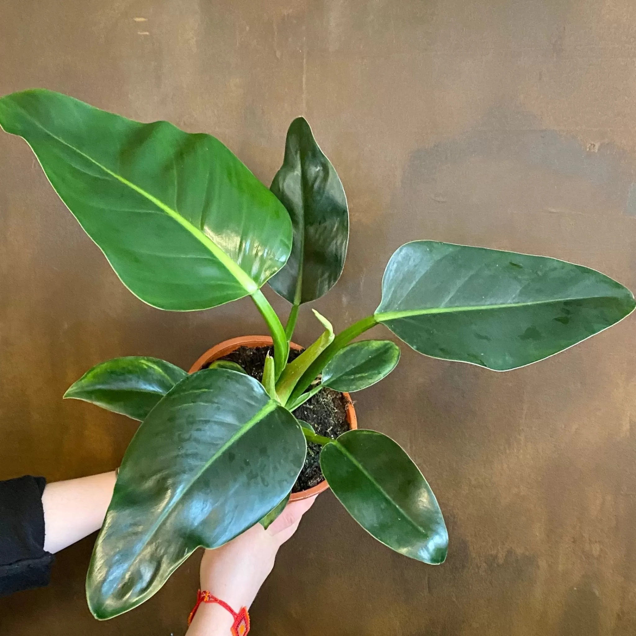 grow urban Philodendron ‘Millions’ (19cm Pot)- Philodendron