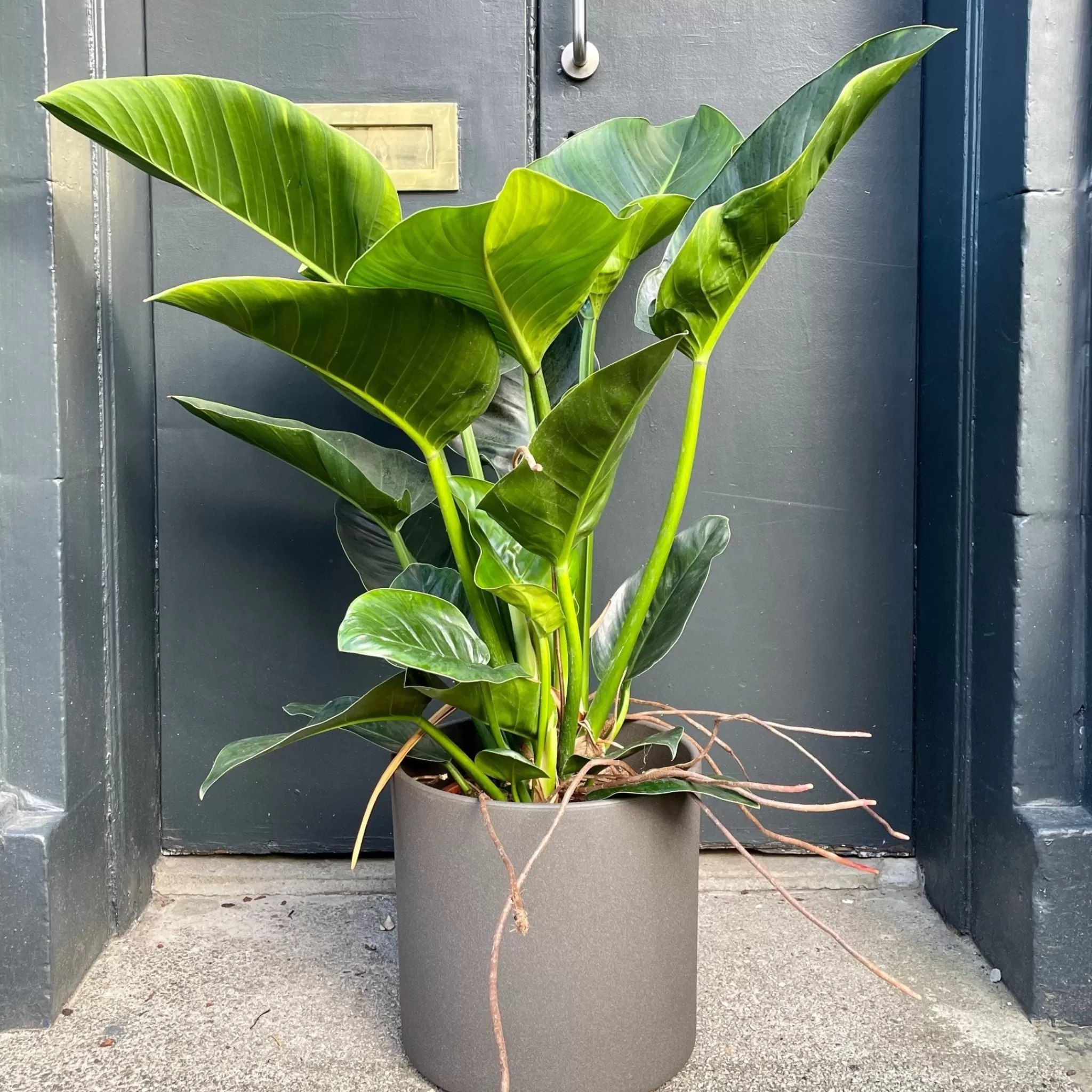 grow urban Philodendron ‘Millions’ (27cm Pot)- Philodendron