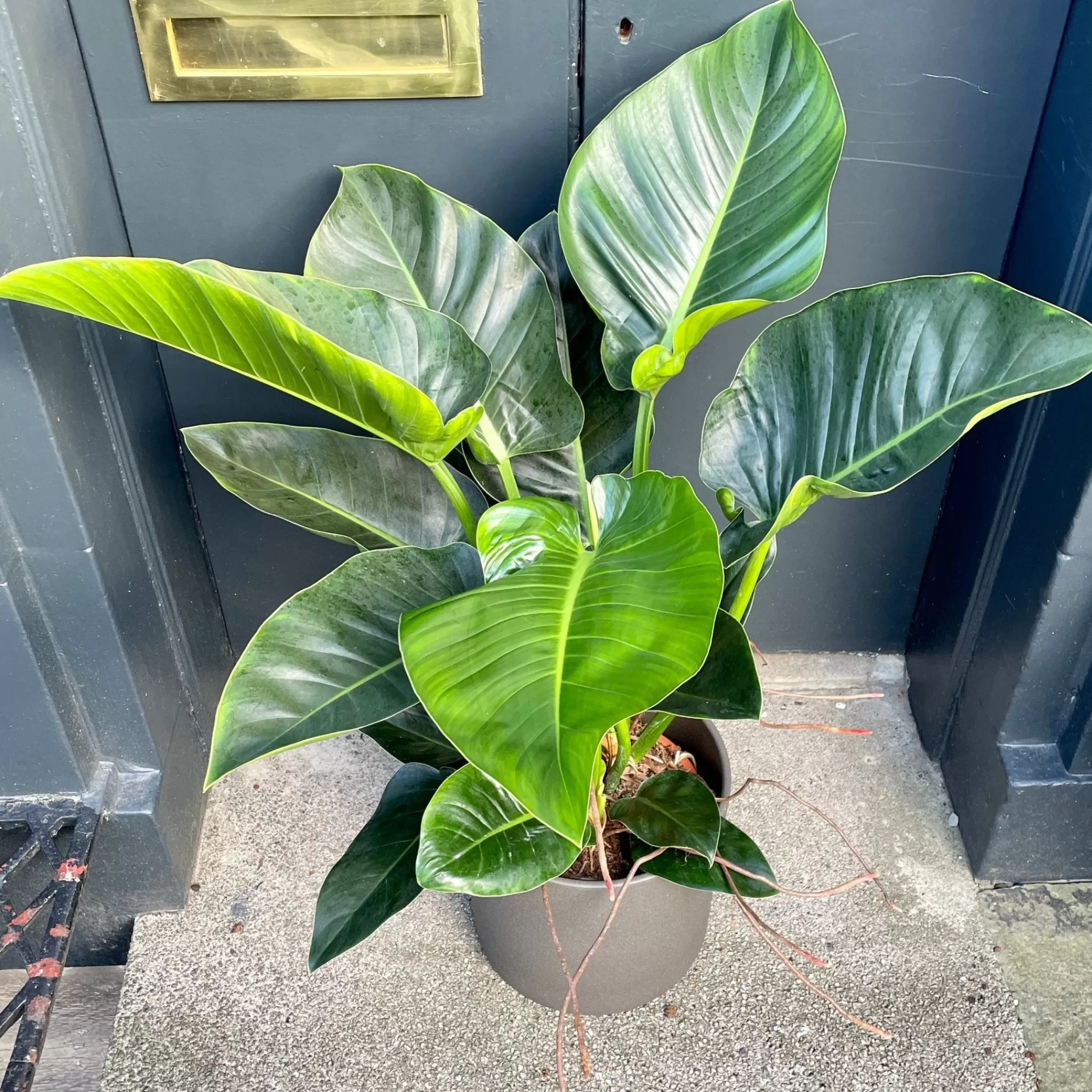 grow urban Philodendron ‘Millions’ (27cm Pot)- Philodendron