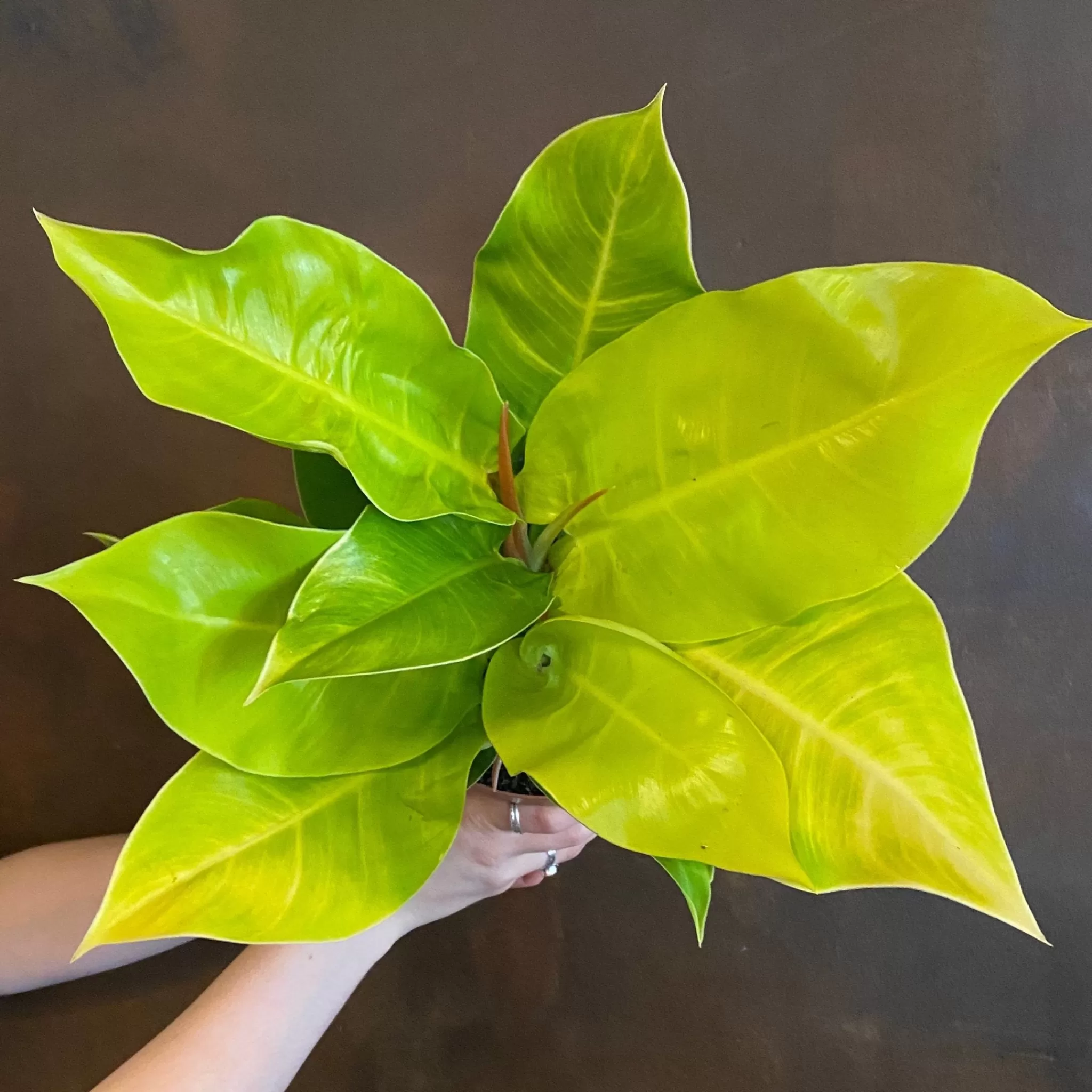 grow urban Philodendron ‘Moonlight’- Philodendron