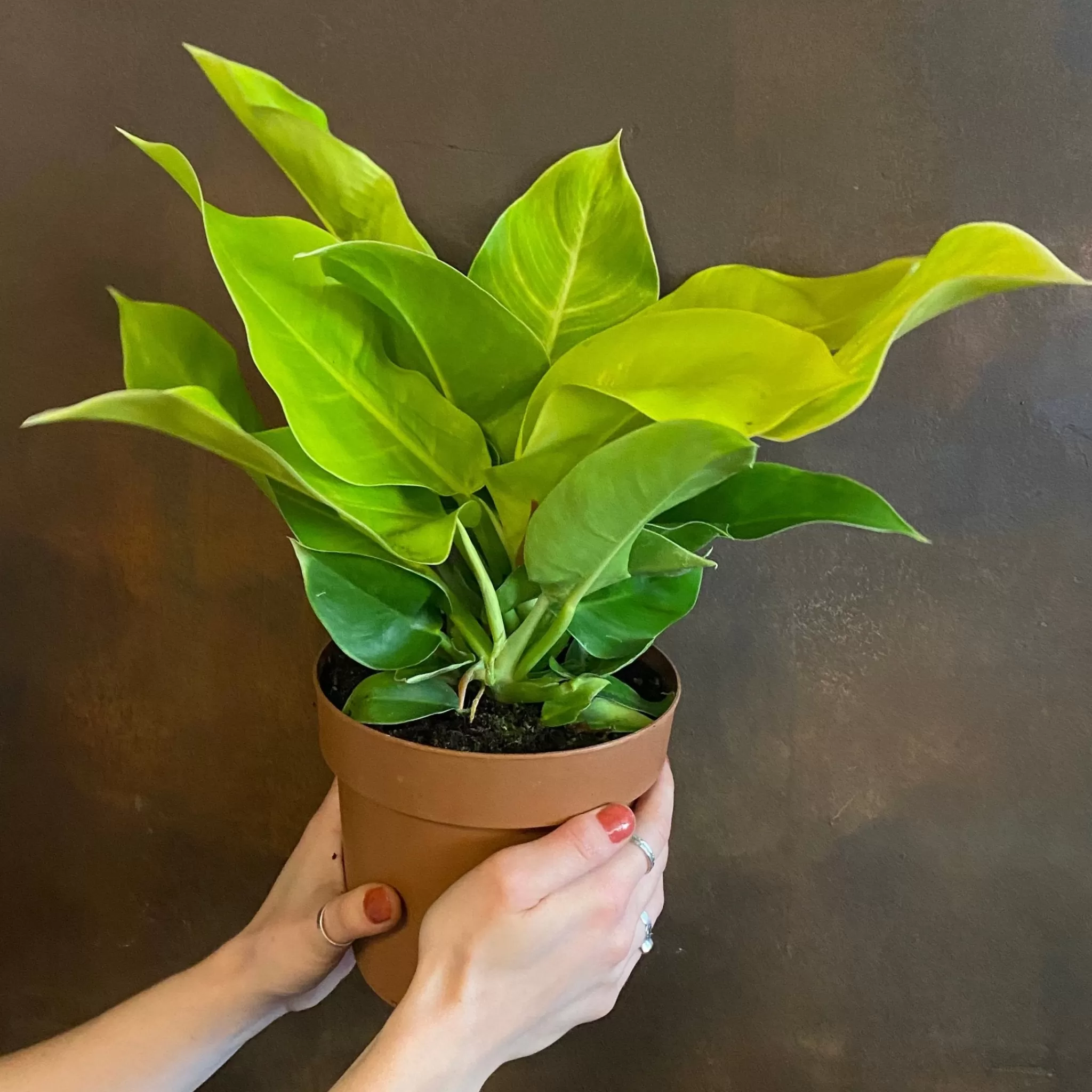 grow urban Philodendron ‘Moonlight’- Philodendron
