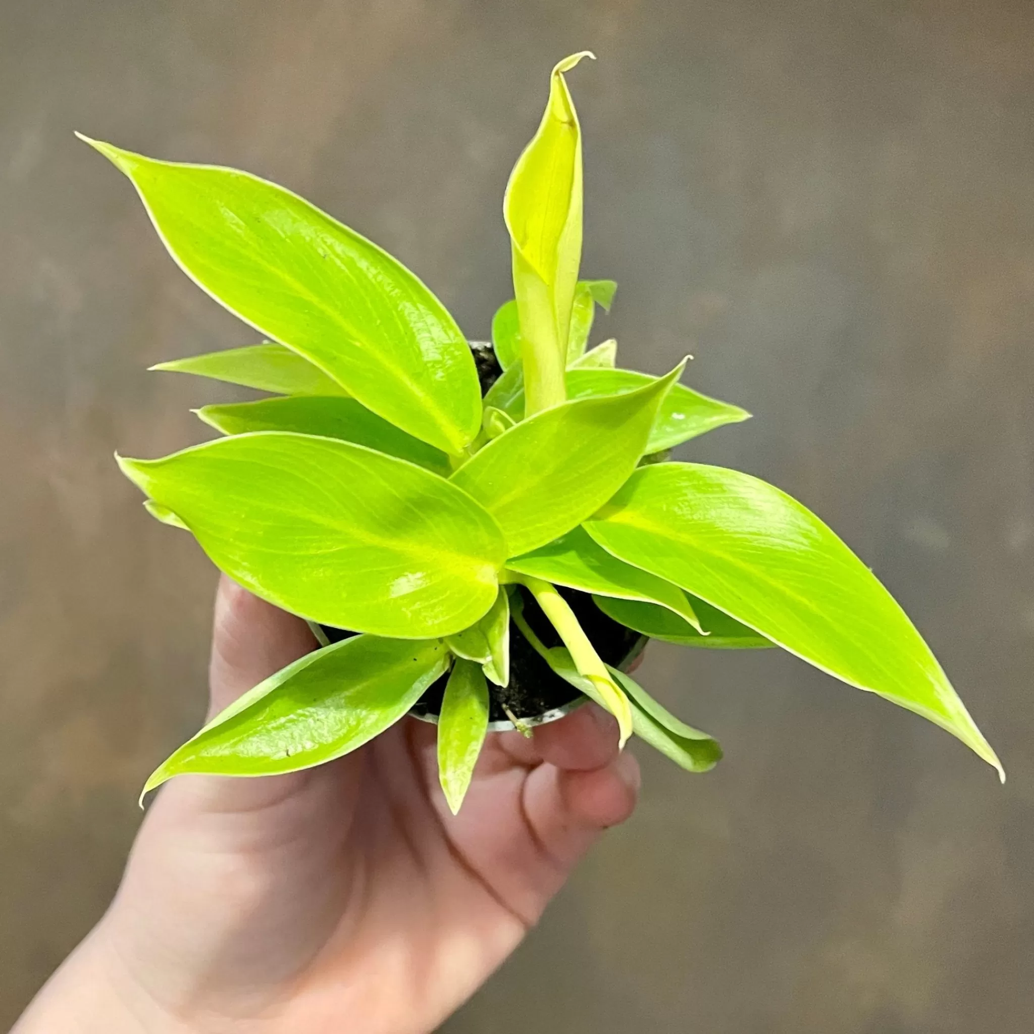 grow urban Philodendron ‘Moonshine’- Philodendron