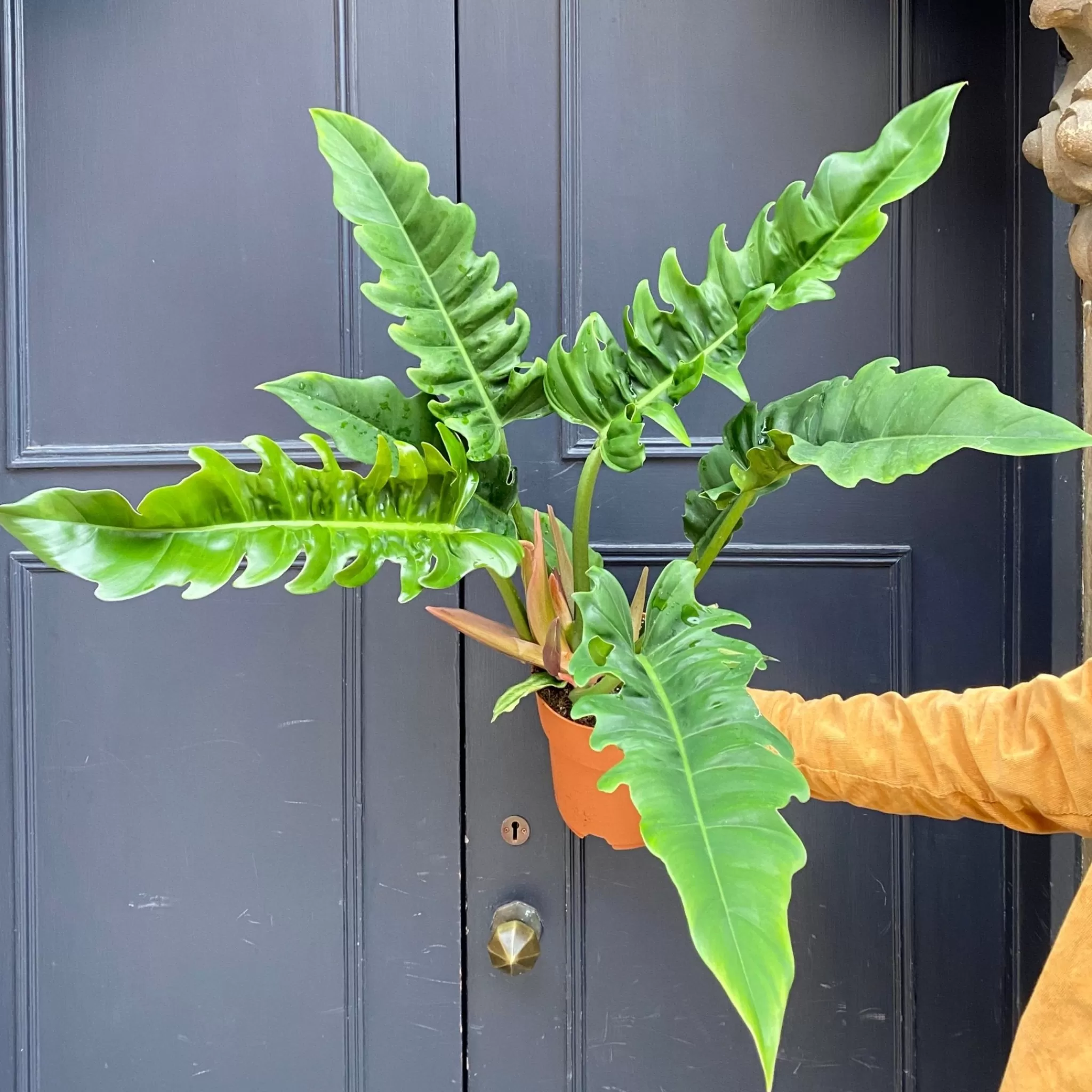 grow urban Philodendron ‘Narrow’- Philodendron
