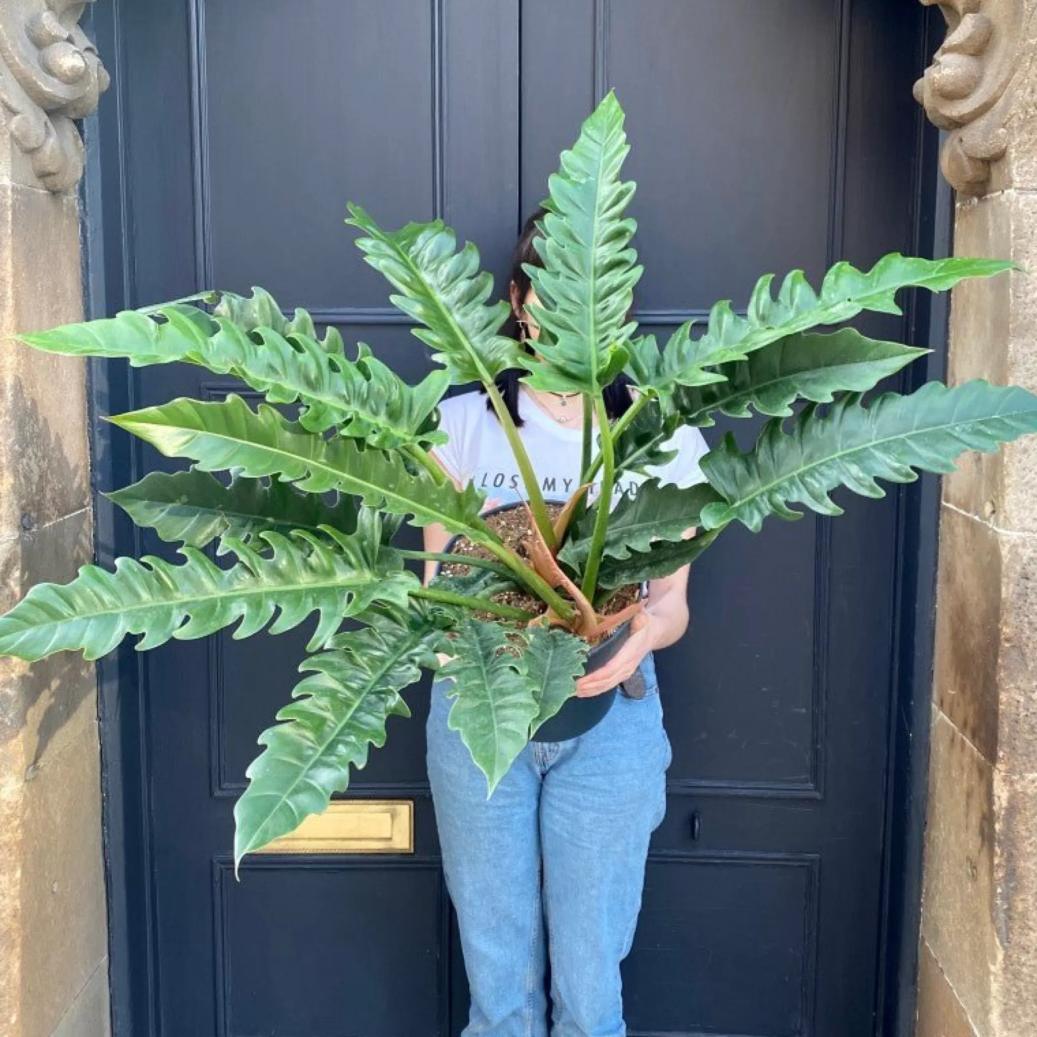 grow urban Philodendron ‘Narrow’ (27cm Pot)- Philodendron