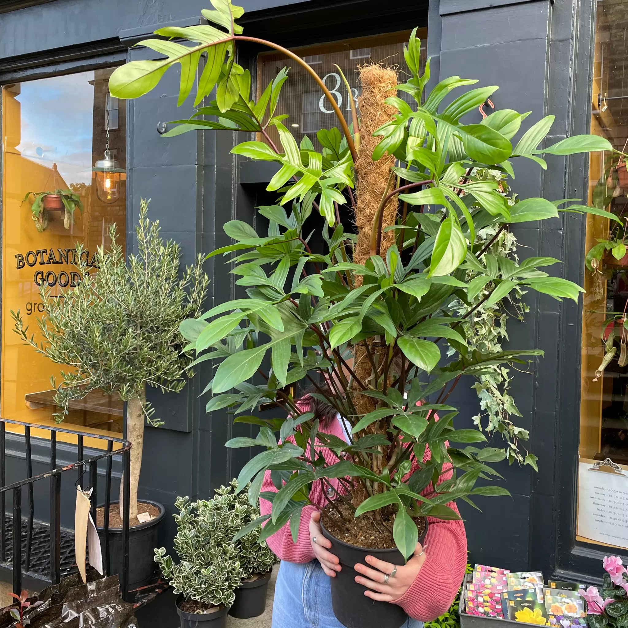 grow urban Philodendron Pedatum (120cm)- Philodendron
