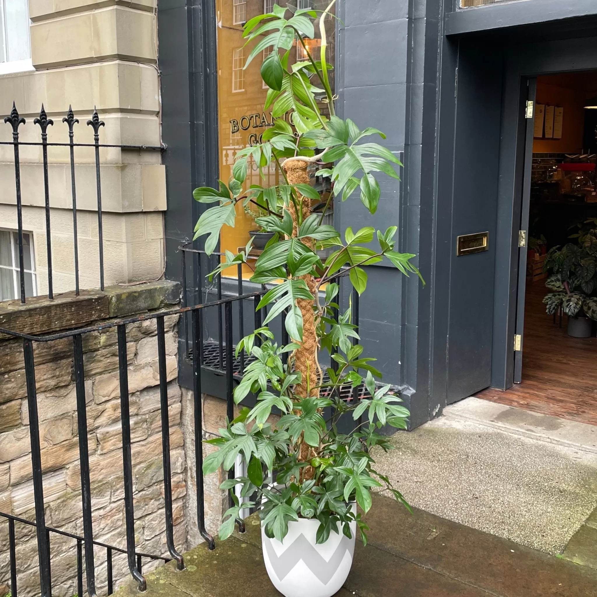grow urban Philodendron Pedatum (160cm)- Philodendron