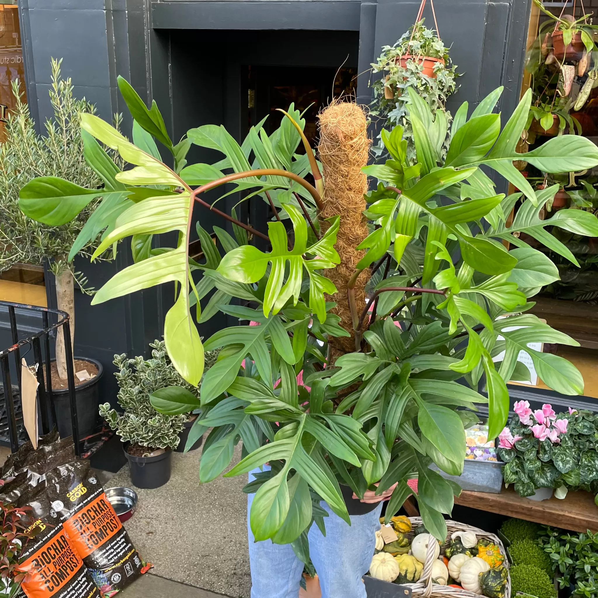 grow urban Philodendron Pedatum (120cm)- Philodendron