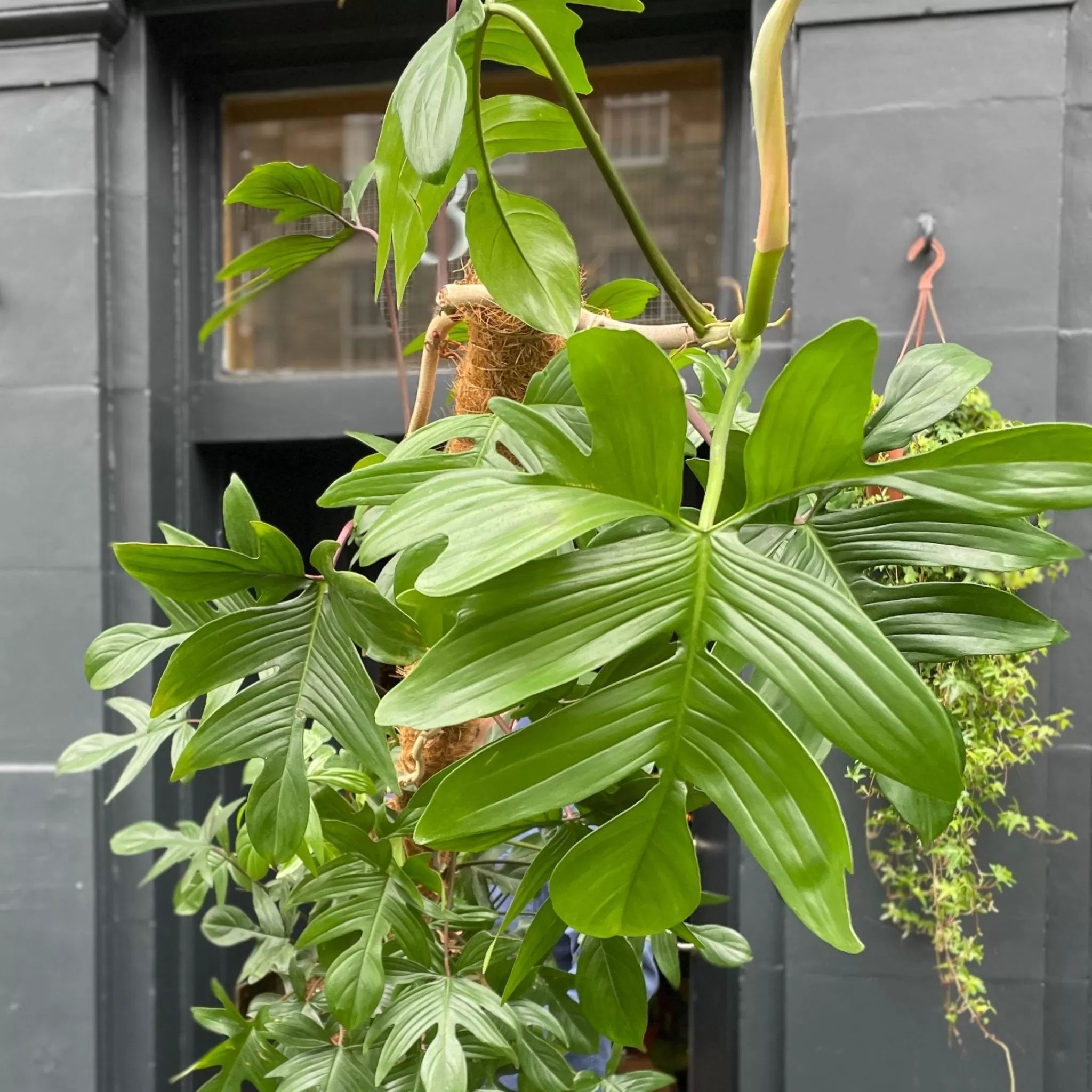 grow urban Philodendron Pedatum (160cm)- Philodendron