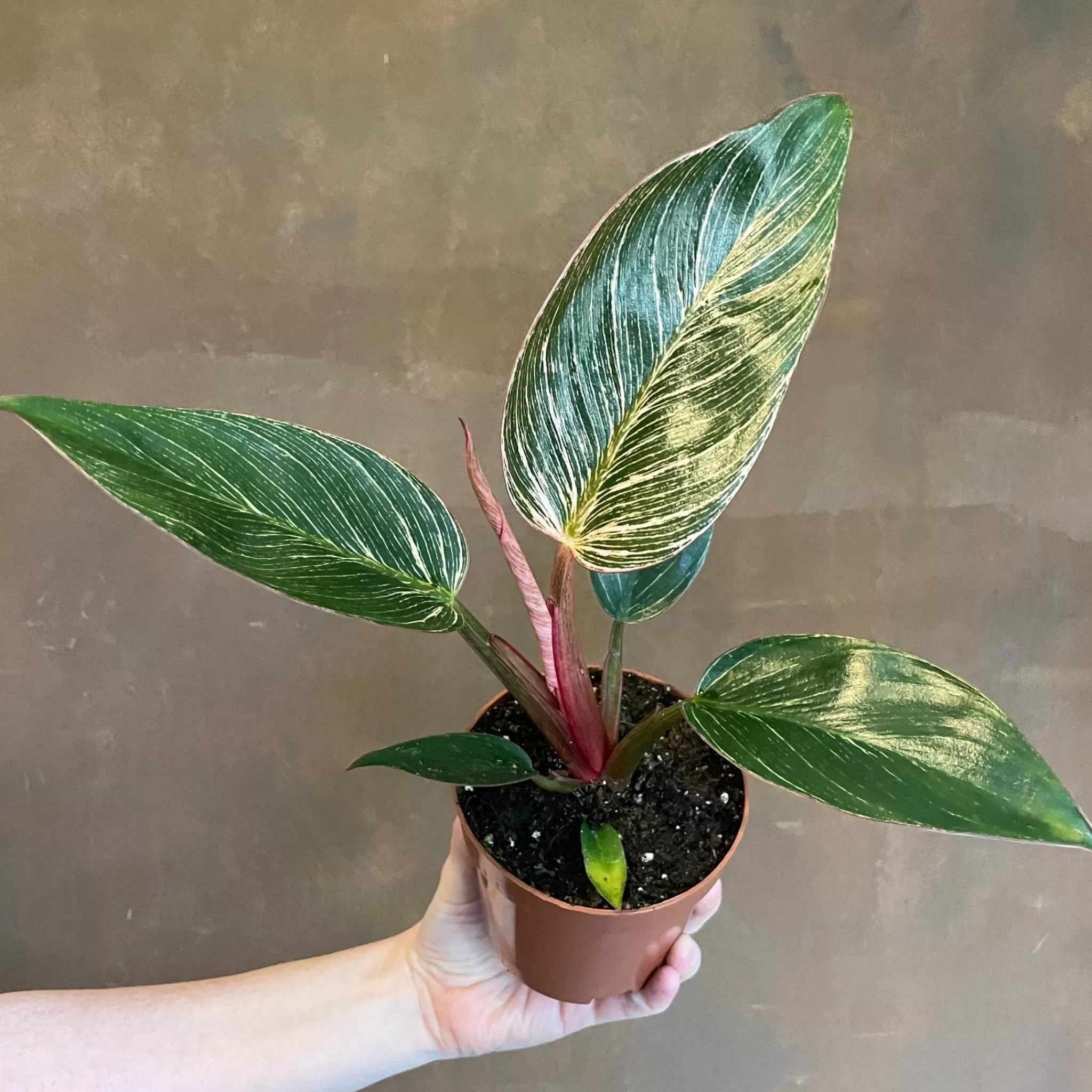 grow urban Philodendron ‘Pink Birkin’- Philodendron