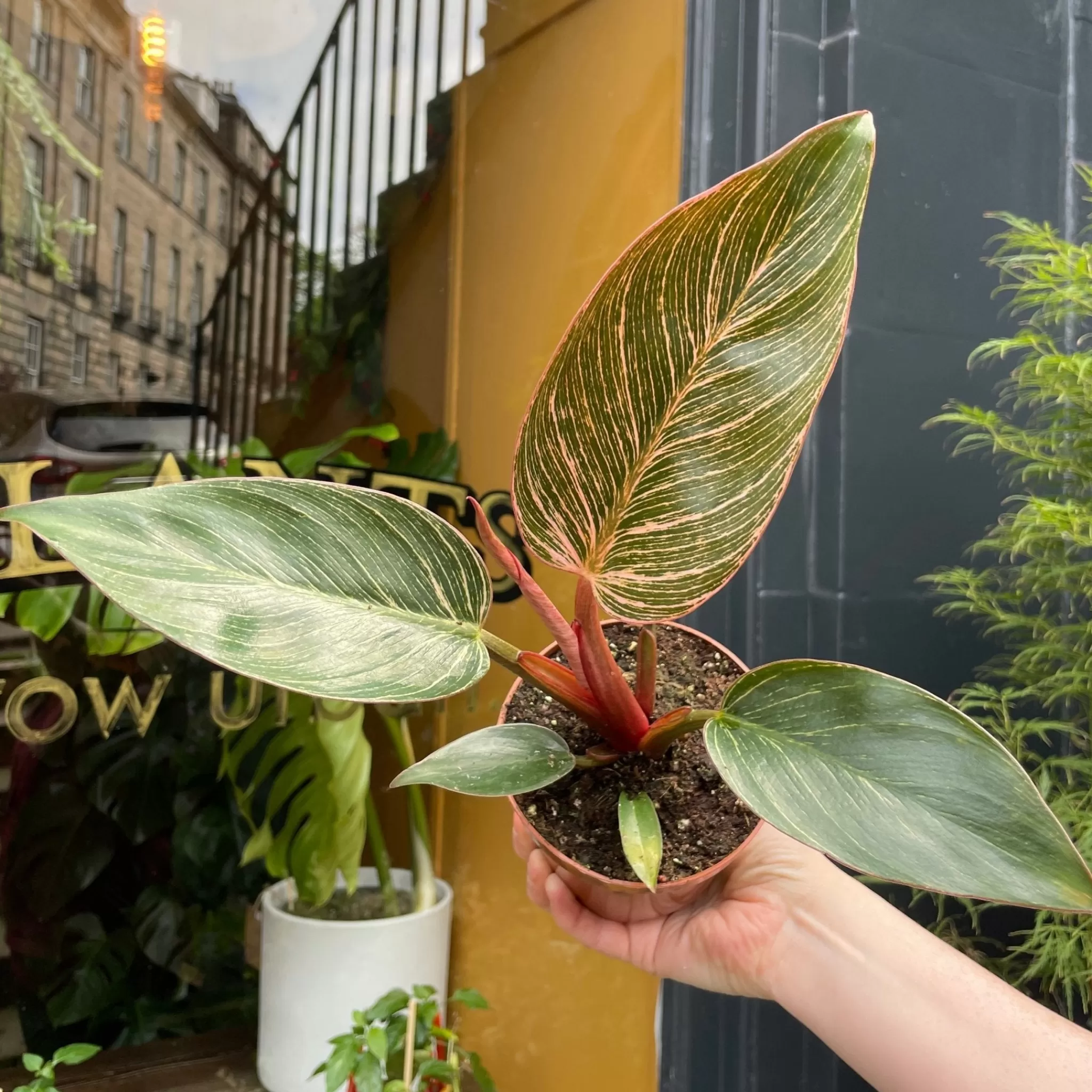 grow urban Philodendron ‘Pink Birkin’- Philodendron