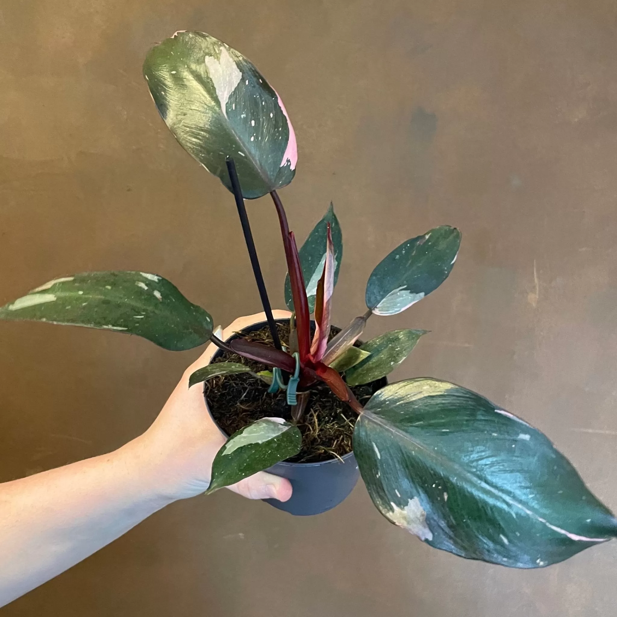 grow urban Philodendron ‘Pink Princess’ (11cm Pot)- Philodendron
