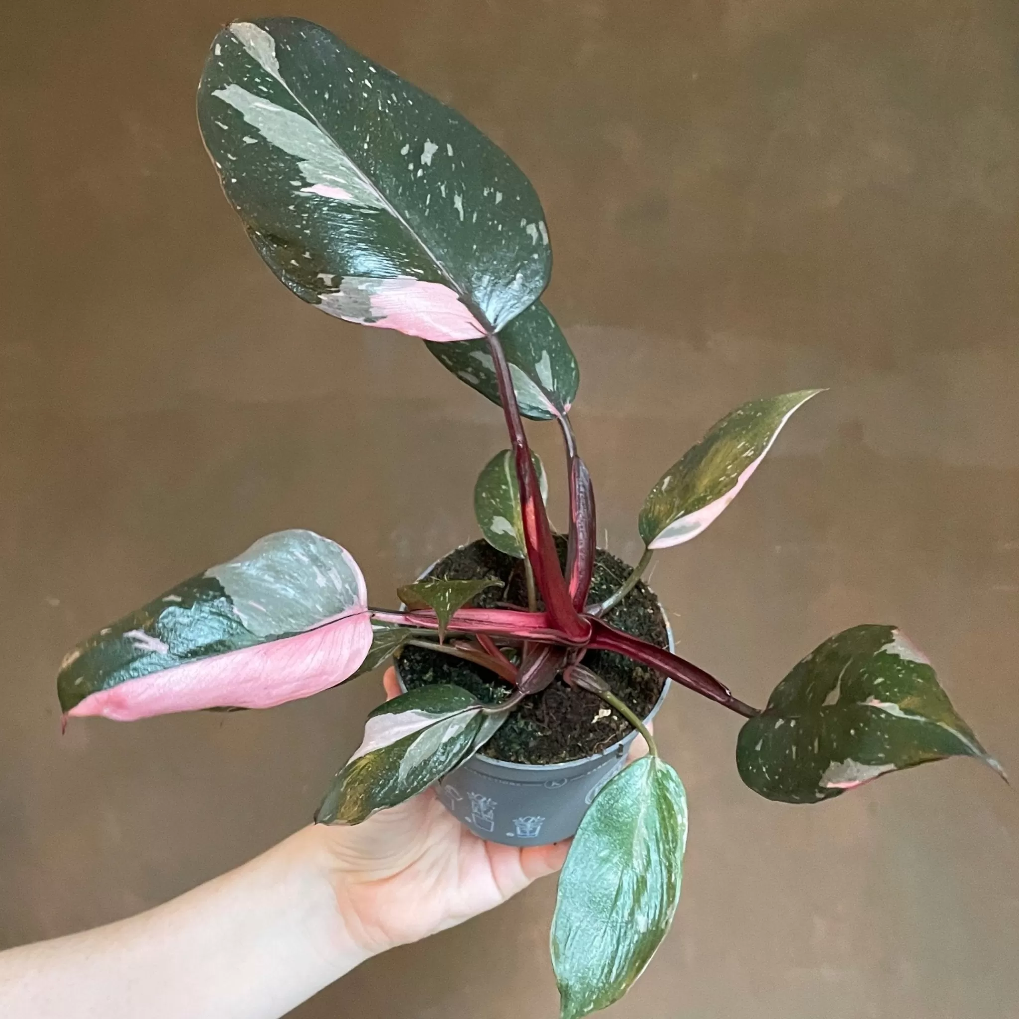 grow urban Philodendron ‘Pink Princess’ (9cm Pot)- Philodendron