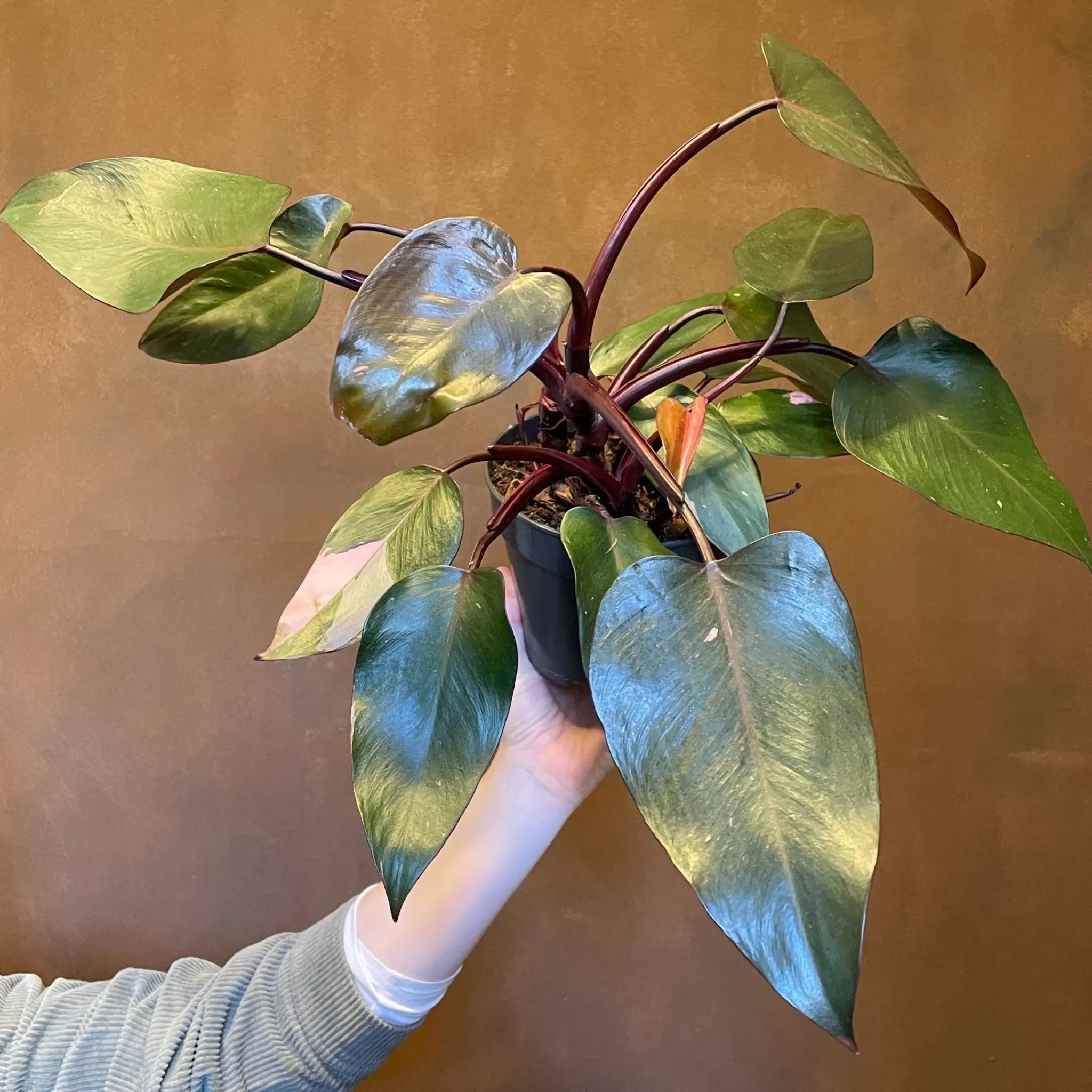 grow urban Philodendron ‘Pink Princess’ (15cm Pot)- Philodendron